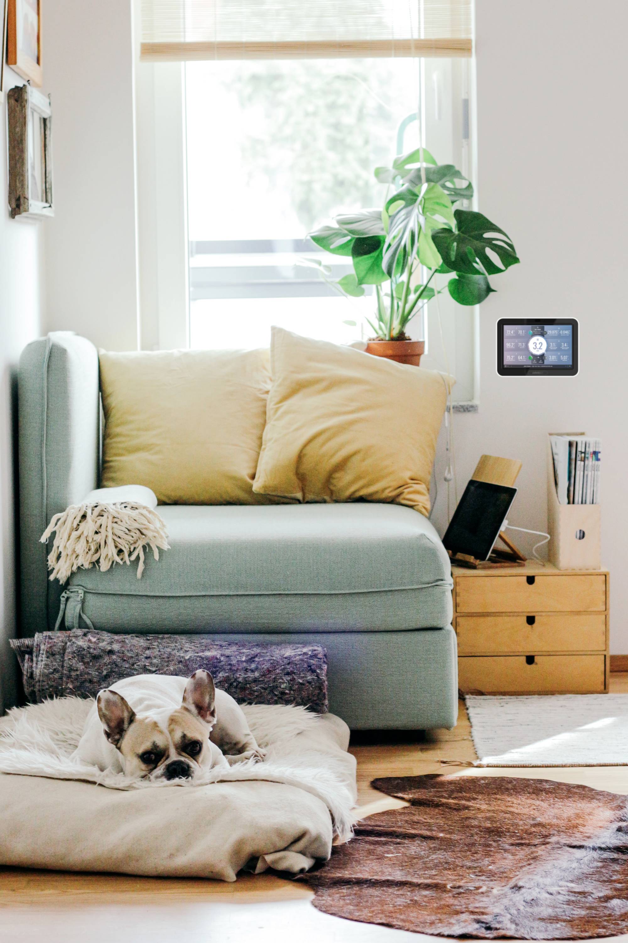 Salon z fotelem, na którym leżą żółte poduszki. Pies śpi na poduszce na podłodze. Roślina stoi przy oknie.