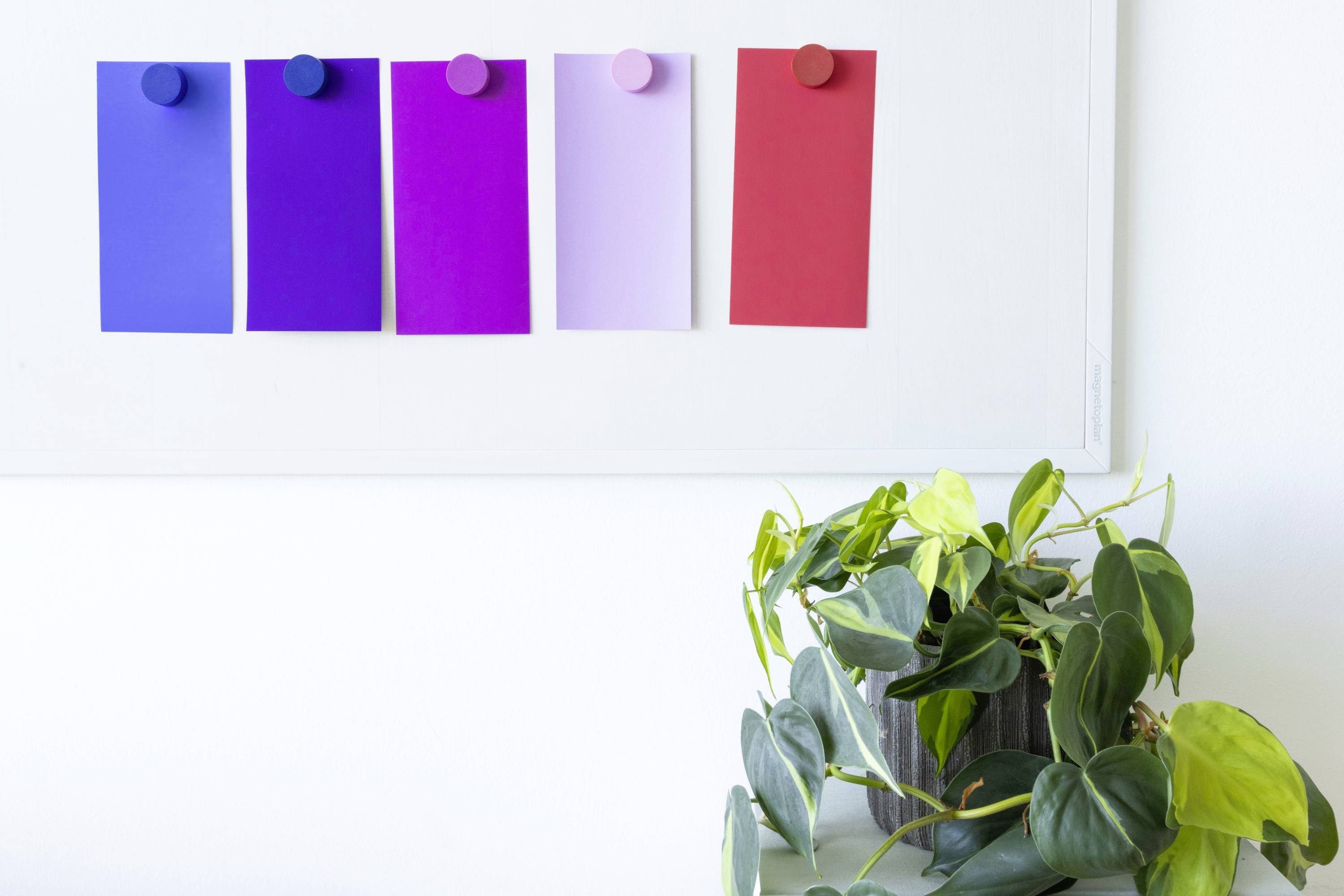 Cztery kolorowe kartki (niebieska, fioletowa, różowa, czerwona) są przymocowane do białej tablicy. Na pierwszym planie stoi roślina.