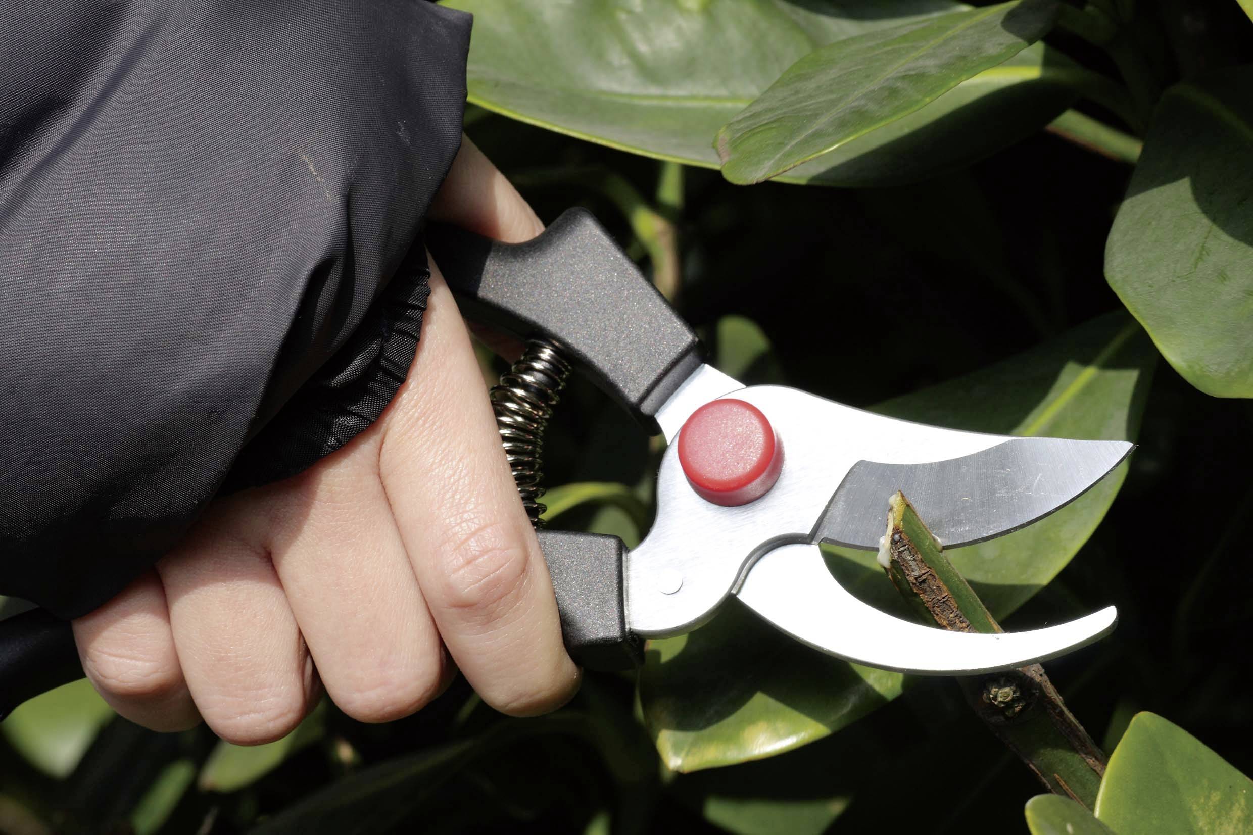 Ręka trzyma sekator, aby przyciąć łodygę rośliny. Sekator posiada czerwony przycisk, a w tle widać zielone liście.