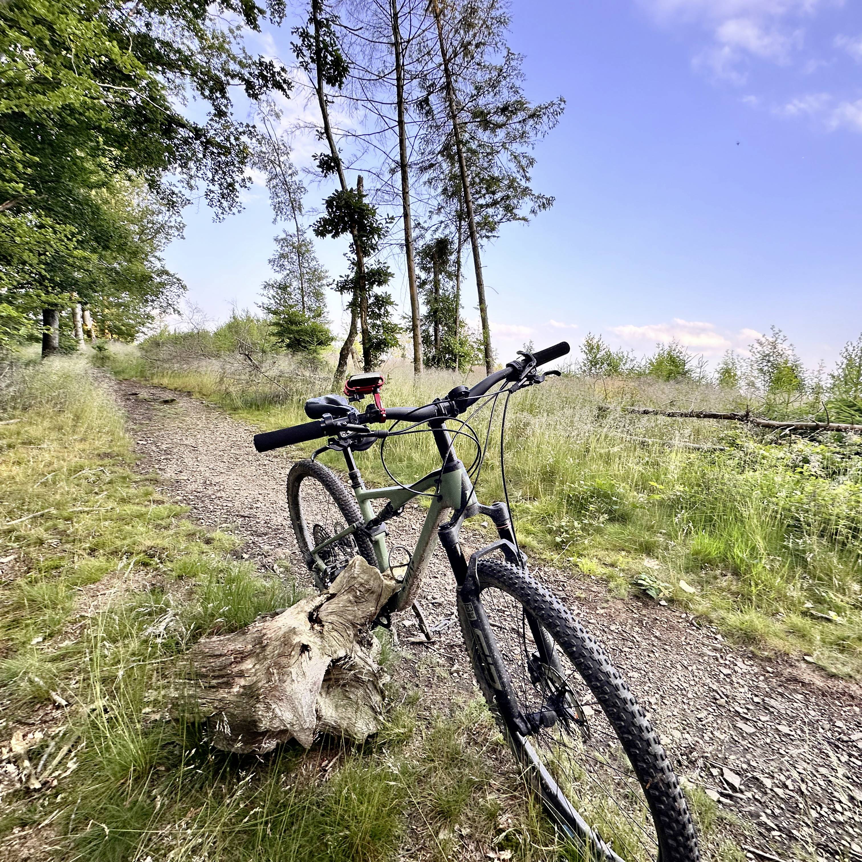 Rower górski stoi na leśnej ścieżce. W tle widać drzewa i błękitne niebo. Po lewej stronie ścieżka prowadzi w głąb lasu.