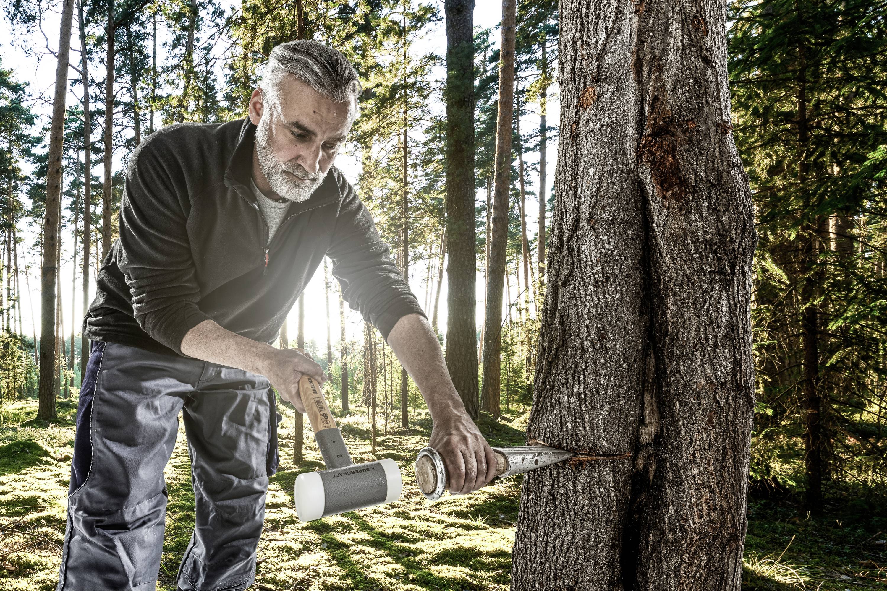 Starszy mężczyzna w lesie używa specjalistycznego narzędzia i młotka, aby zmierzyć lub sprawdzić coś na pniu drzewa.