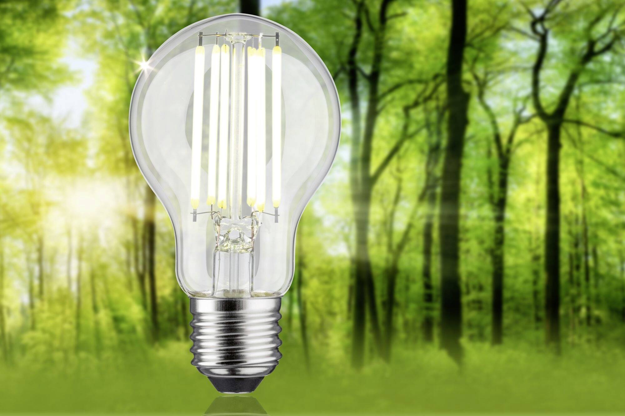 Żarówka stoi na tle lasu, symbolizując zrównoważoną energię.
