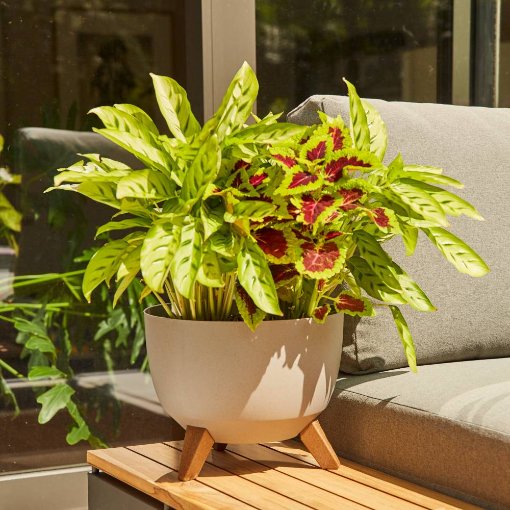 Doniczka z dekoracyjnymi liśćmi w odcieniach zieleni i czerwieni stoi na małym drewnianym stoliku obok szarej kanapy, oświetlona promieniami słońca.