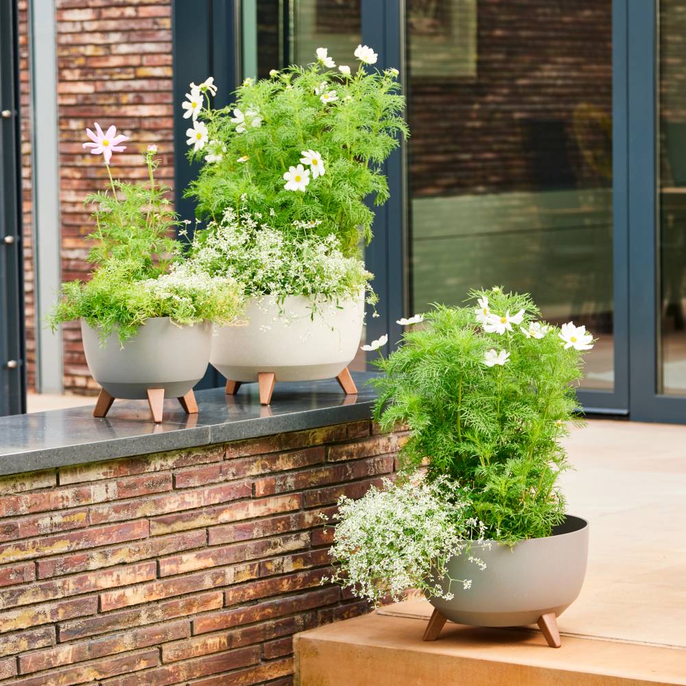 Trzy nowoczesne donice z zielonymi roślinami i białymi kwiatami stoją na tarasie przed ścianą domu. Otoczenie wygląda zadbanie.