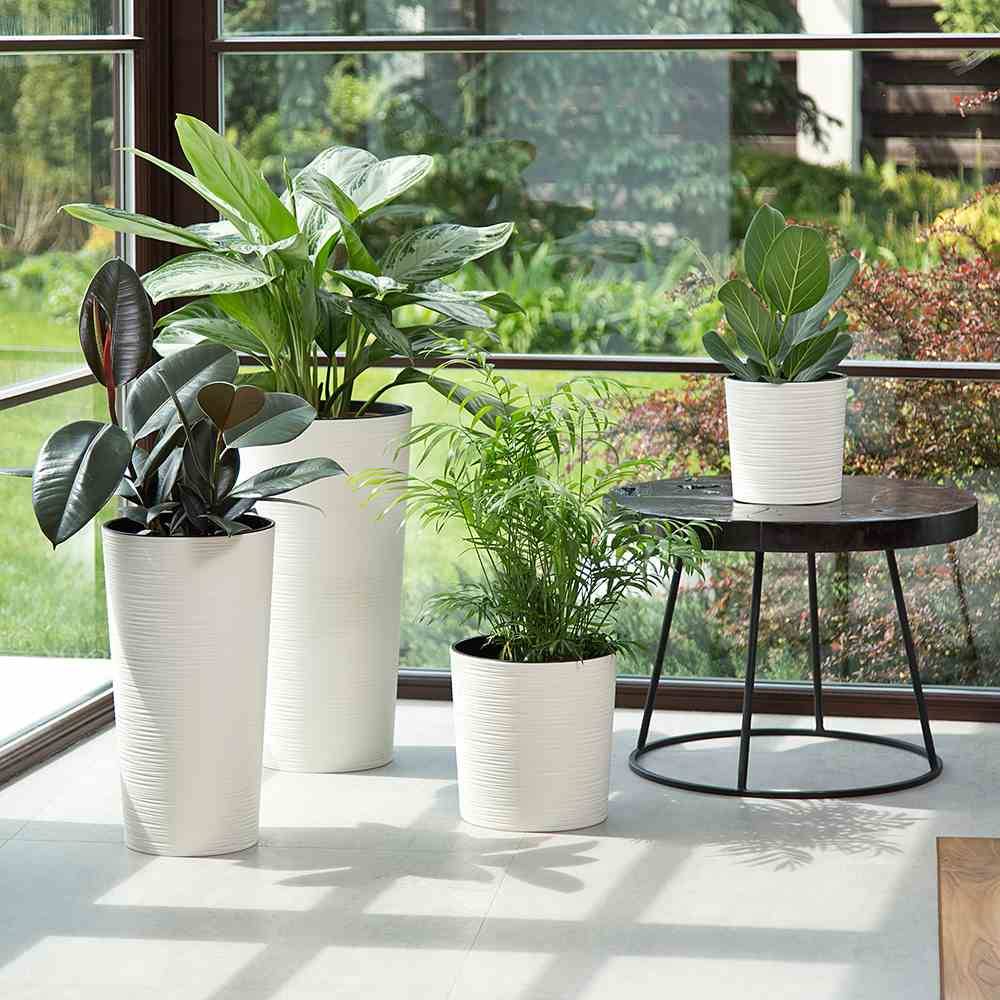 Trzy rośliny doniczkowe w białych doniczkach stoją na stole obok okna, przez które wpada słoneczne światło. W tle widać widok ogrodu.