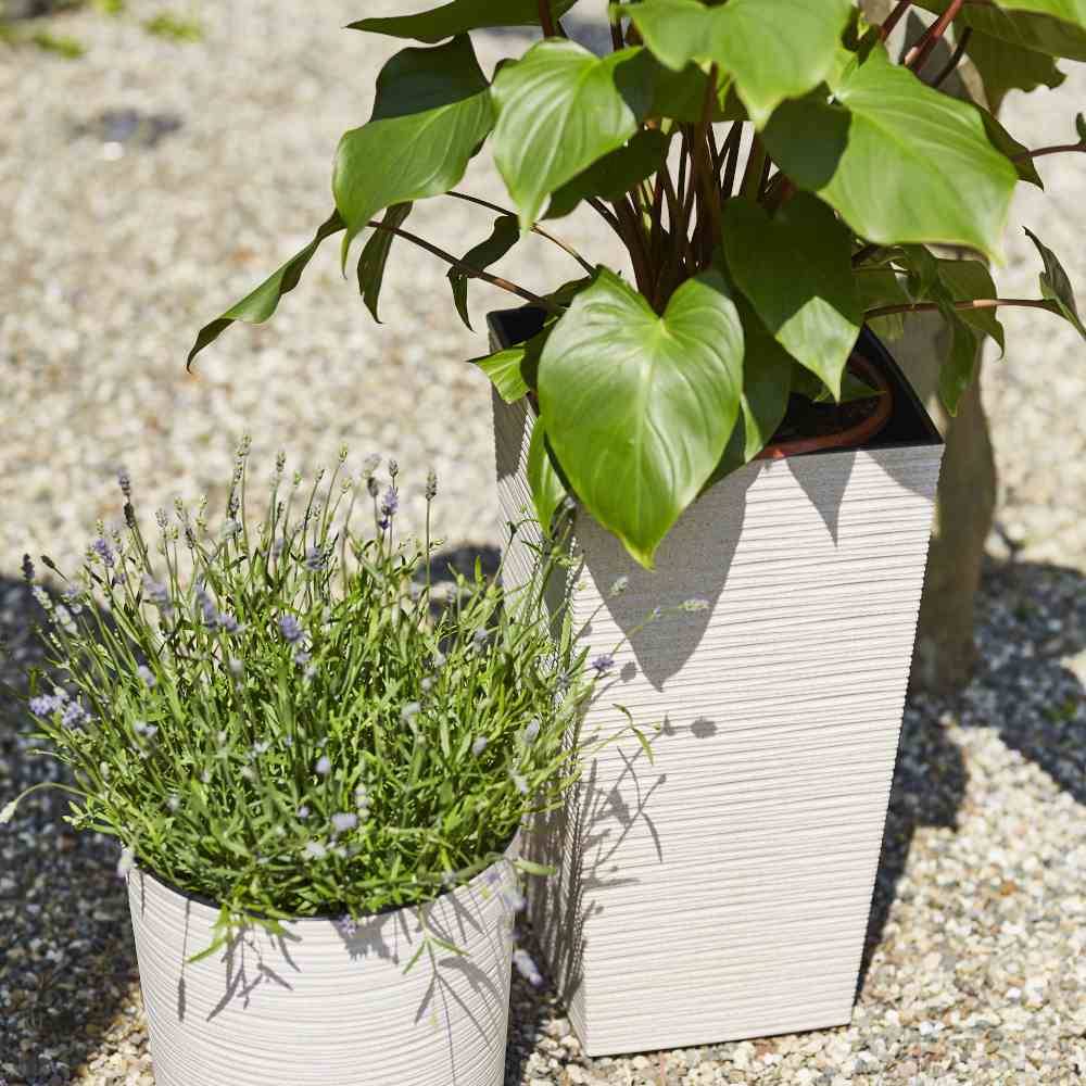 Dwie rośliny w kremowych doniczkach stoją na żwirowej podłodze. Po lewej stronie lawenda z fioletowymi kwiatami, po prawej zielone liście.