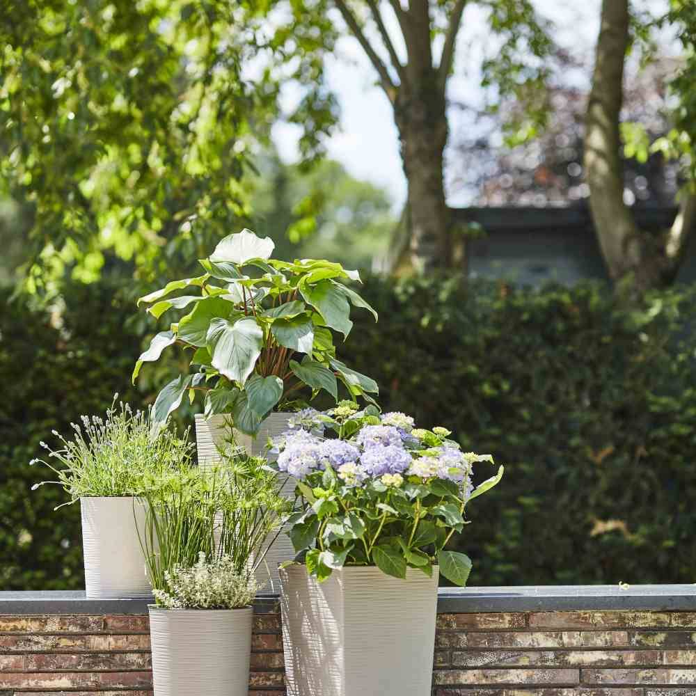 Trzy doniczki na poręczy, z kolorowymi roślinami, w tym hortensje, w tle drzewa i domek ogrodowy.