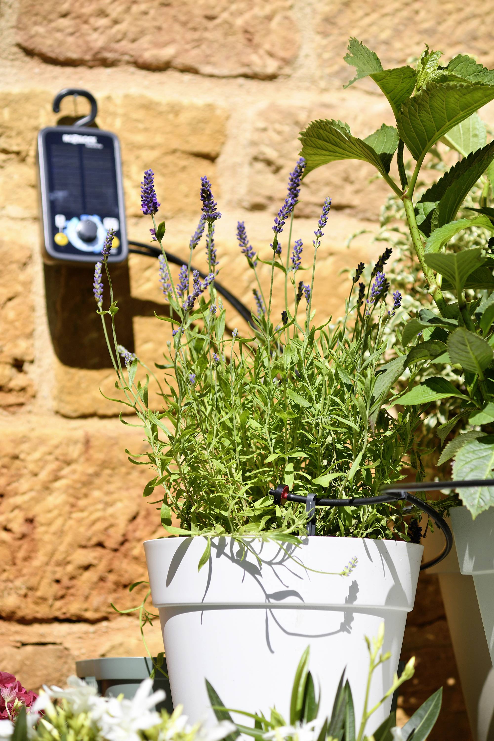 Doniczkowa roślina z fioletowymi kwiatami lawendy na tle ceglanej ściany z urządzeniem zasilanym energią słoneczną w tle. Słoneczne światło oświetla scenę.