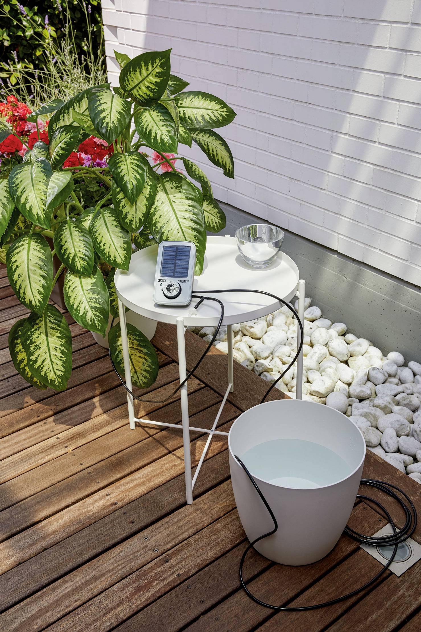 Roślina na drewnianej podłodze z automatycznym systemem nawadniania; doniczka stoi na białym stole obok wiadra z wodą. Czerwone kwiaty w tle.
