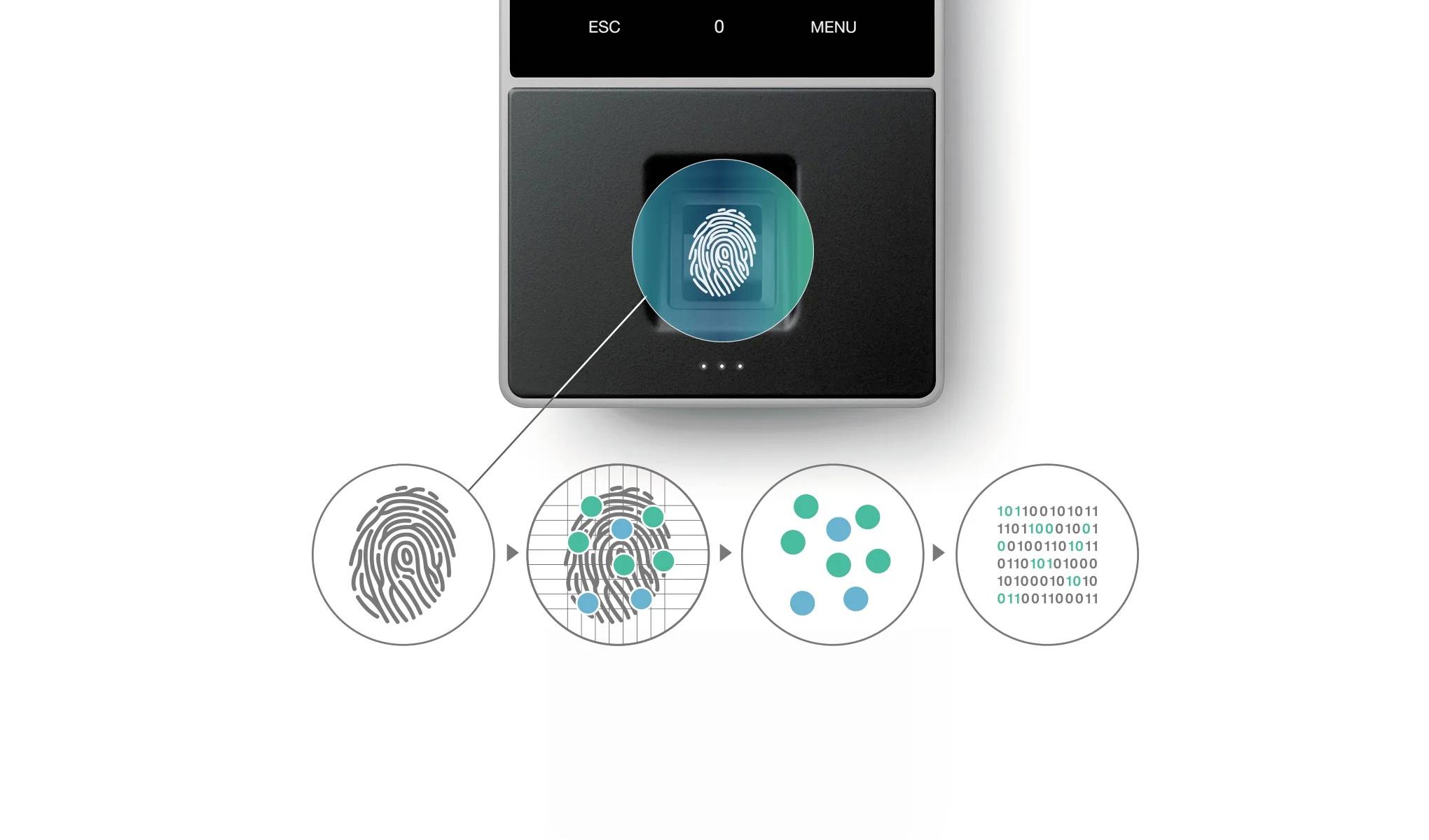 Skaner linii papilarnych digitalizuje odcisk palca. Proces przedstawia kolejno: odcisk, cyfrowy zapis i dane binarne.