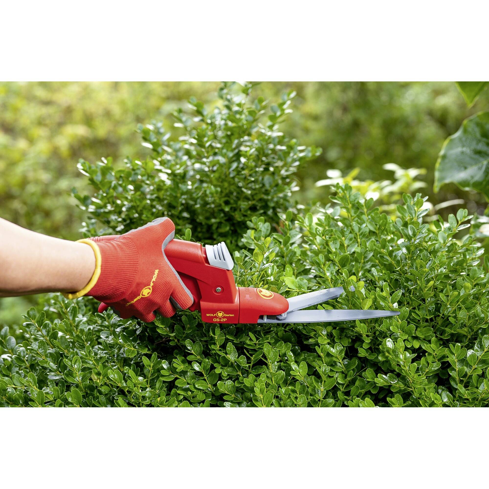 Ktoś przycina żywopłot czerwonymi nożycami do krzewów w ogrodzie. Ręce są w czerwonych rękawiczkach.