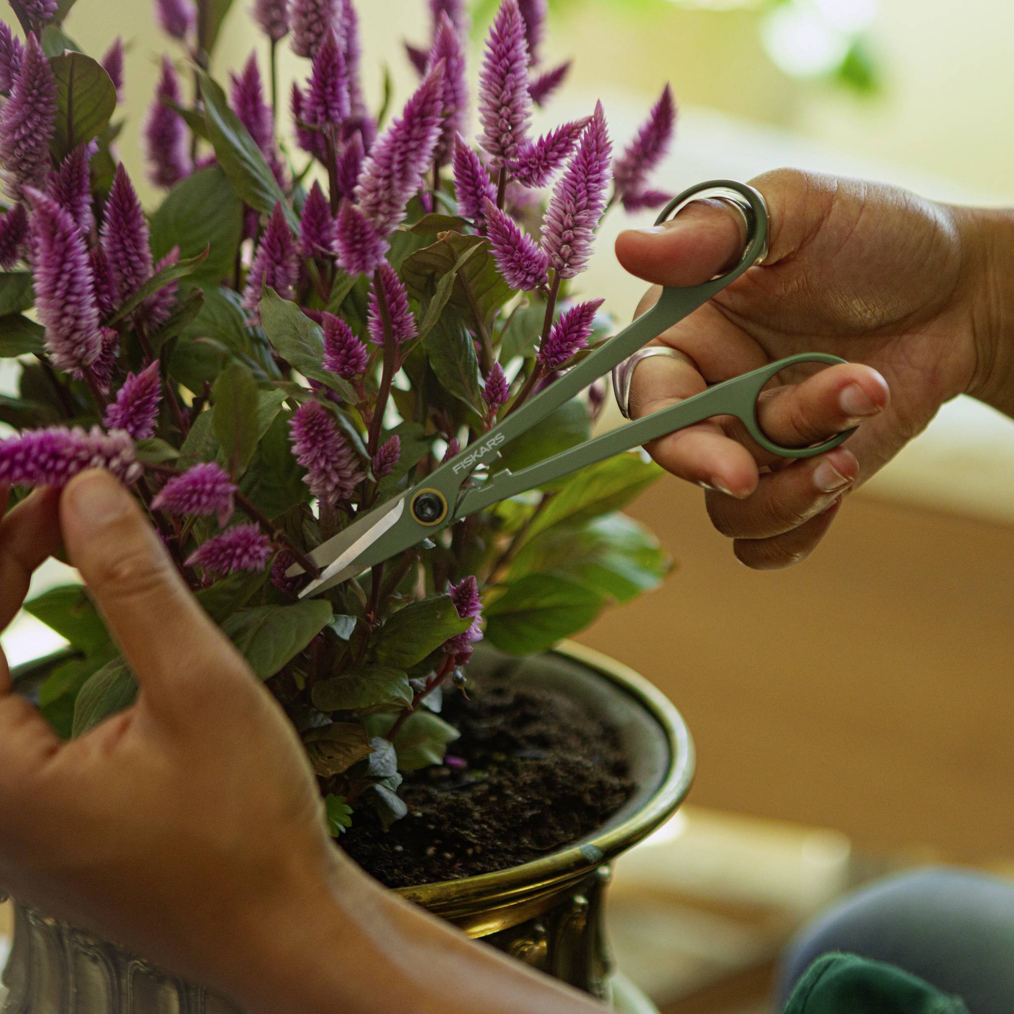 Osoba przycina fioletowe kwiaty rośliny doniczkowej nożyczkami, prezentując pielęgnację i ogrodnictwo we wnętrzu mieszkania.