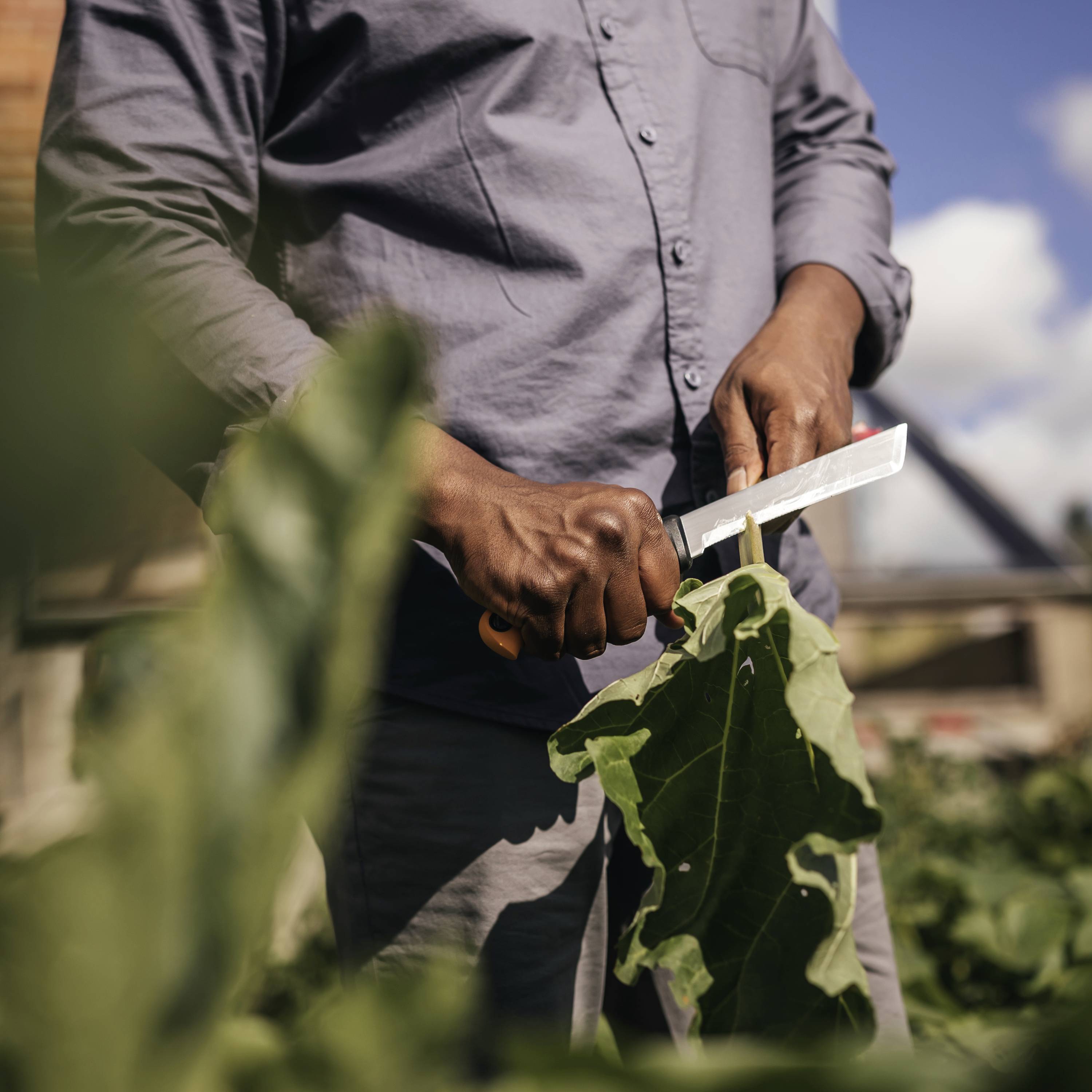 Osoba kroi liście warzyw w ogrodzie, słońce świeci, wiele roślin na pierwszym planie, niebo z nielicznymi chmurami w tle.