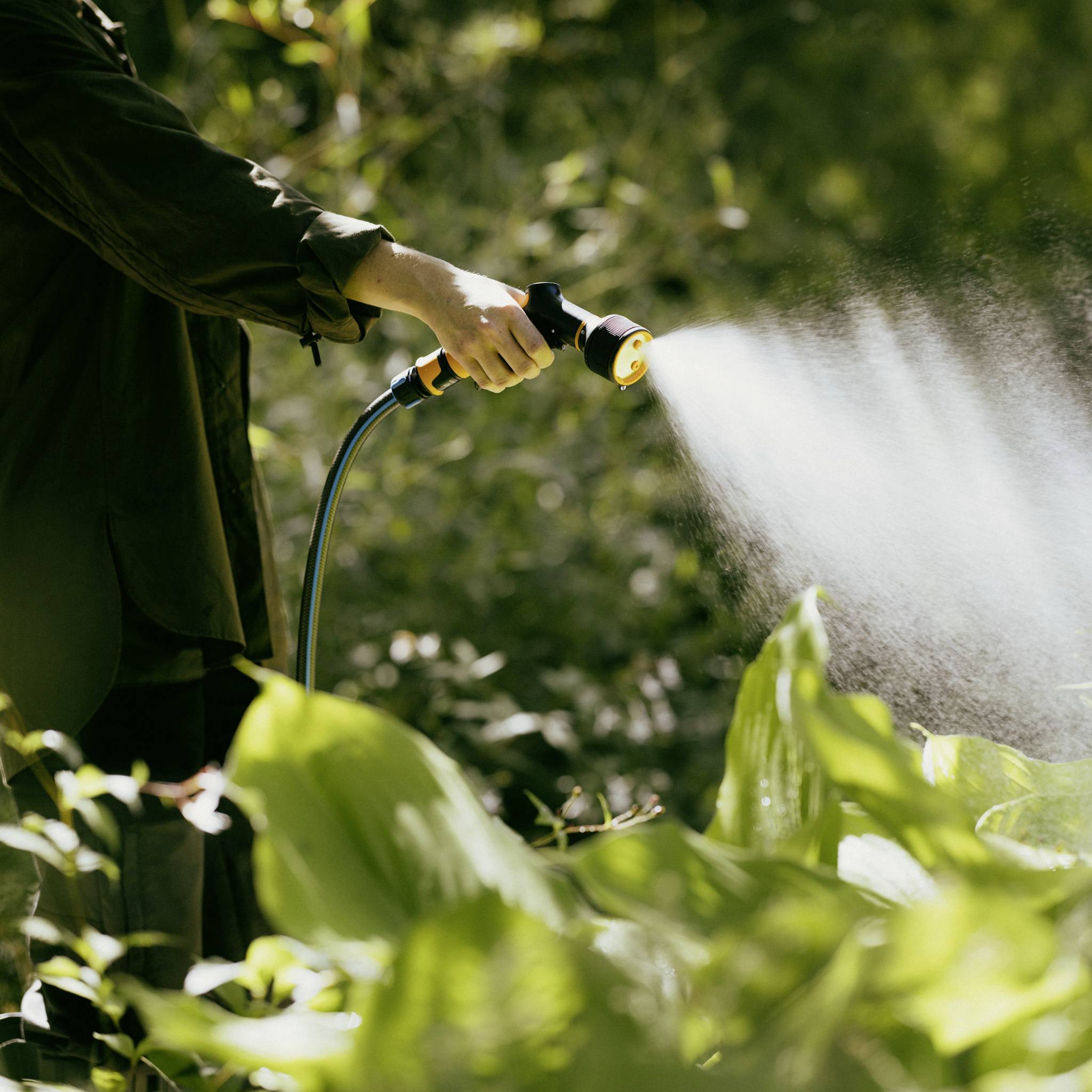 Osoba podlewa roślinę w ogrodzie wężem ogrodowym, który rozpyla delikatny strumień wody. Światło słoneczne oświetla scenę.