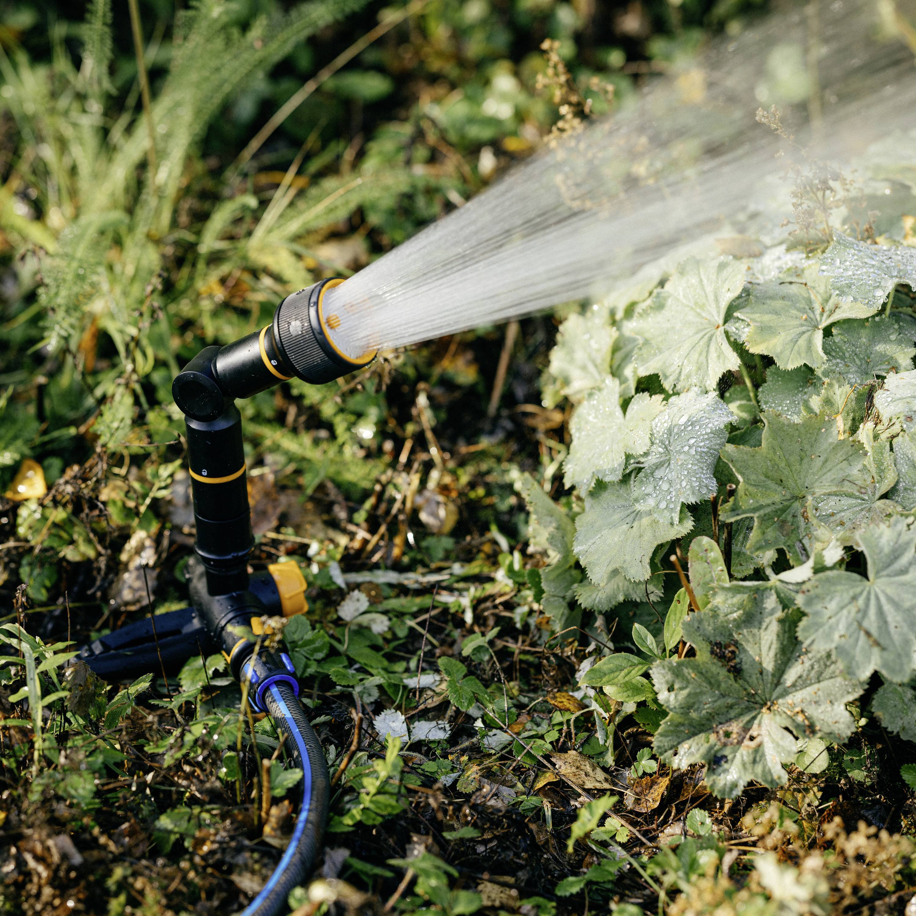 System nawadniający rozpyla wodę na liściach roślin w ogrodzie. Słońce świeci, wilgotne liście lśnią w świetle.