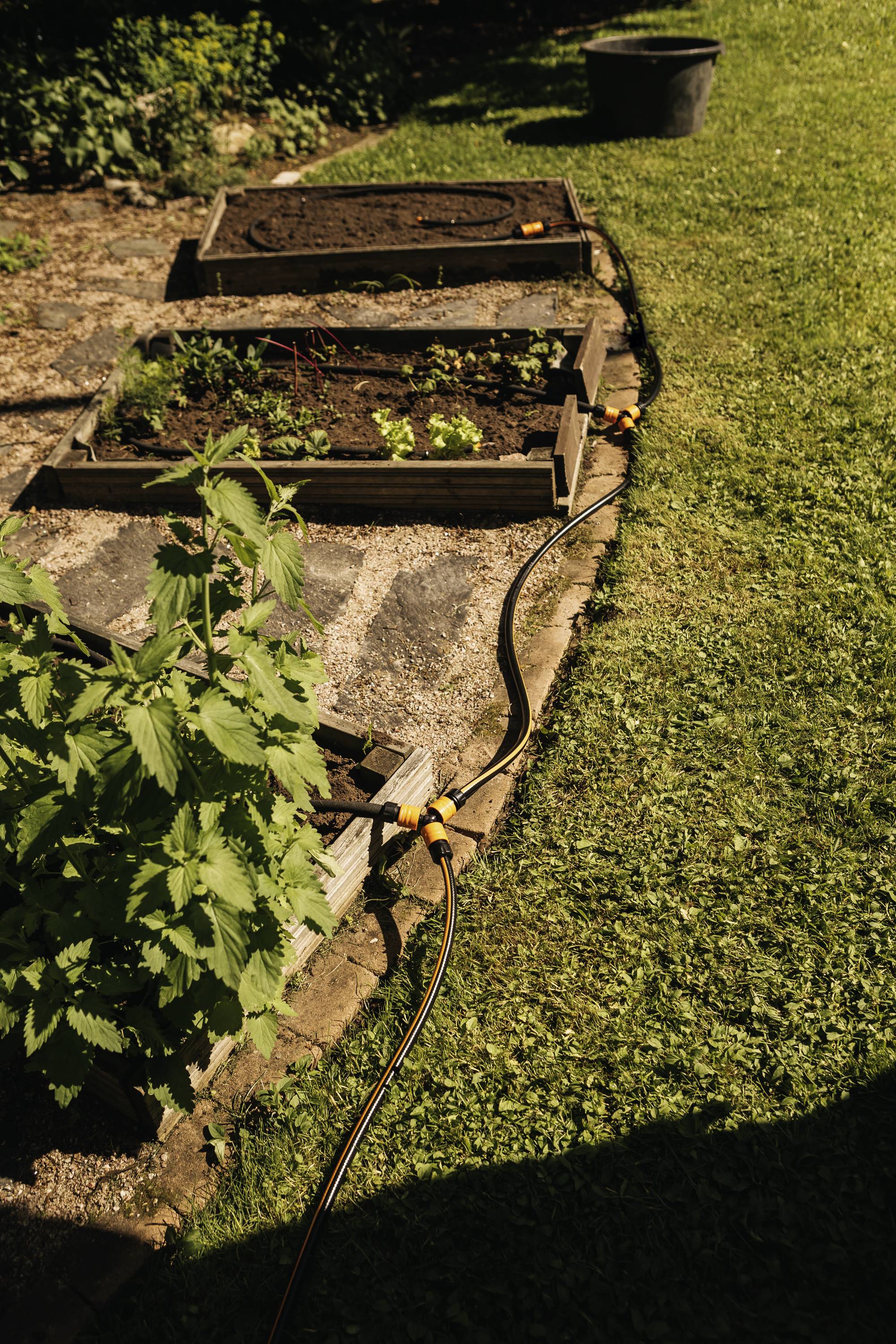 'Podwyższone grządki z roślinami i wężami do nawadniania w ogrodzie w słoneczną pogodę.'