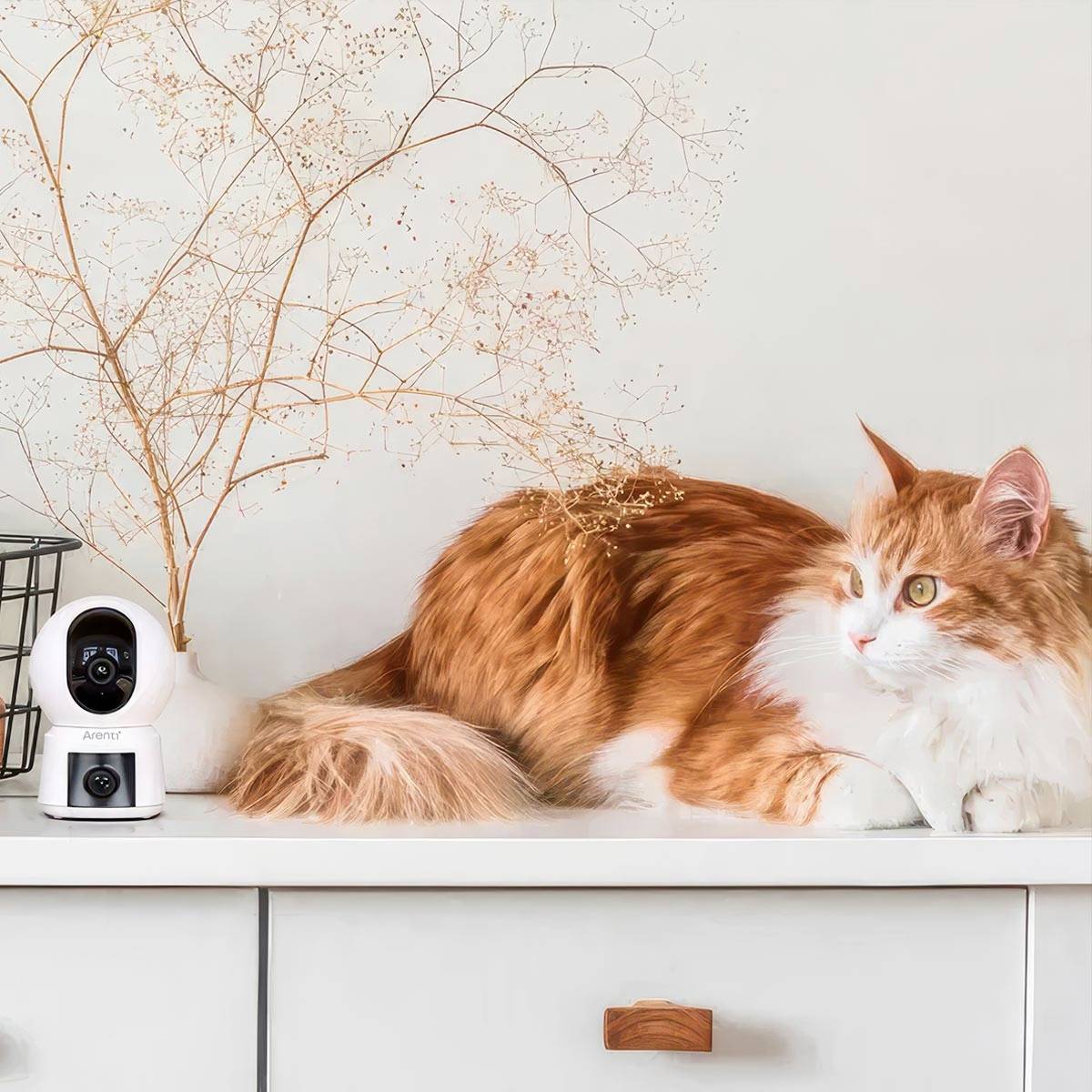 Biało-rudy kot leży na komodzie obok kamery monitorującej. W tle widać eleganckie suszone kwiaty.