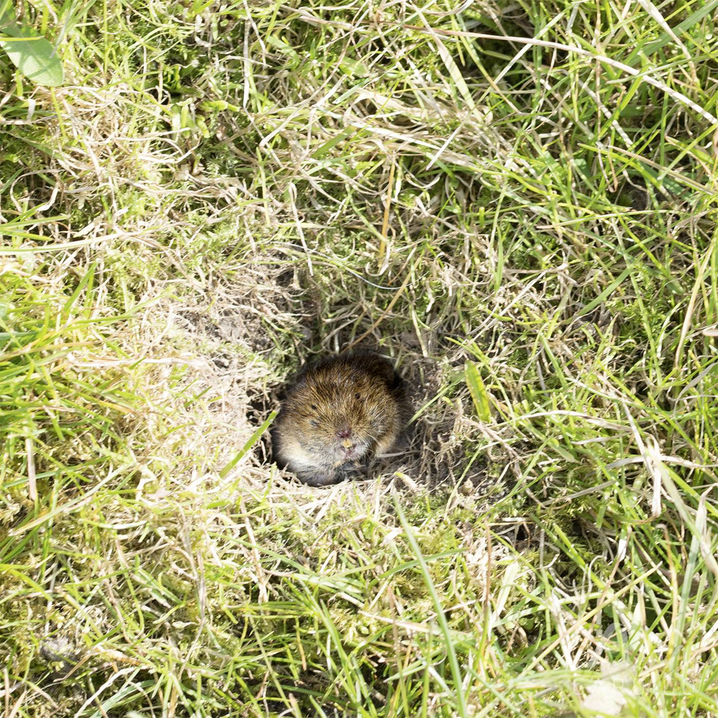 Пастка для гризунів Gardigo 70072INT