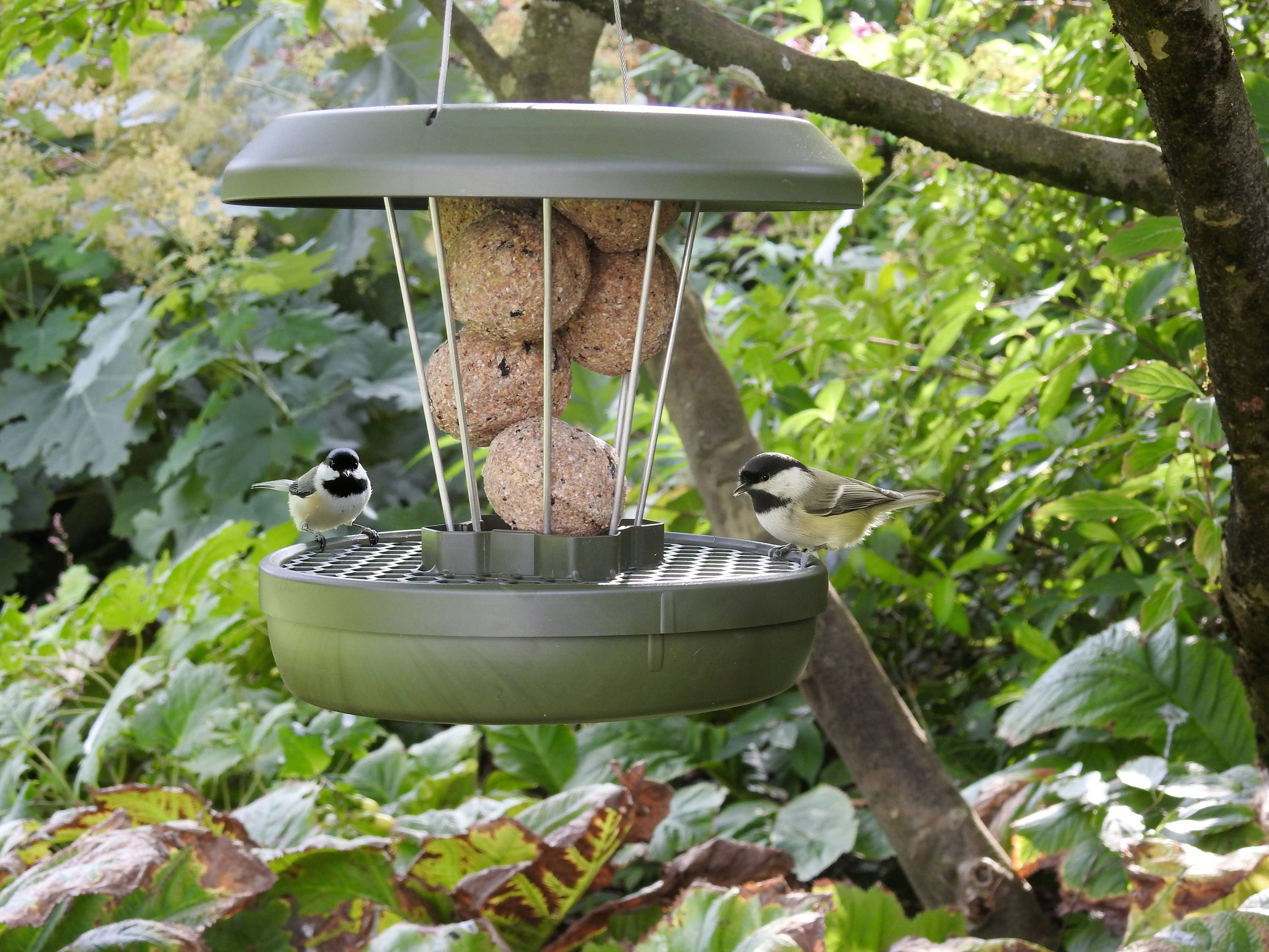Swissinno Silos na paszę Lucerne Dunkelgrün für Maisenknödel 700 g ciemnozielony 1 szt. 1 801 001-4