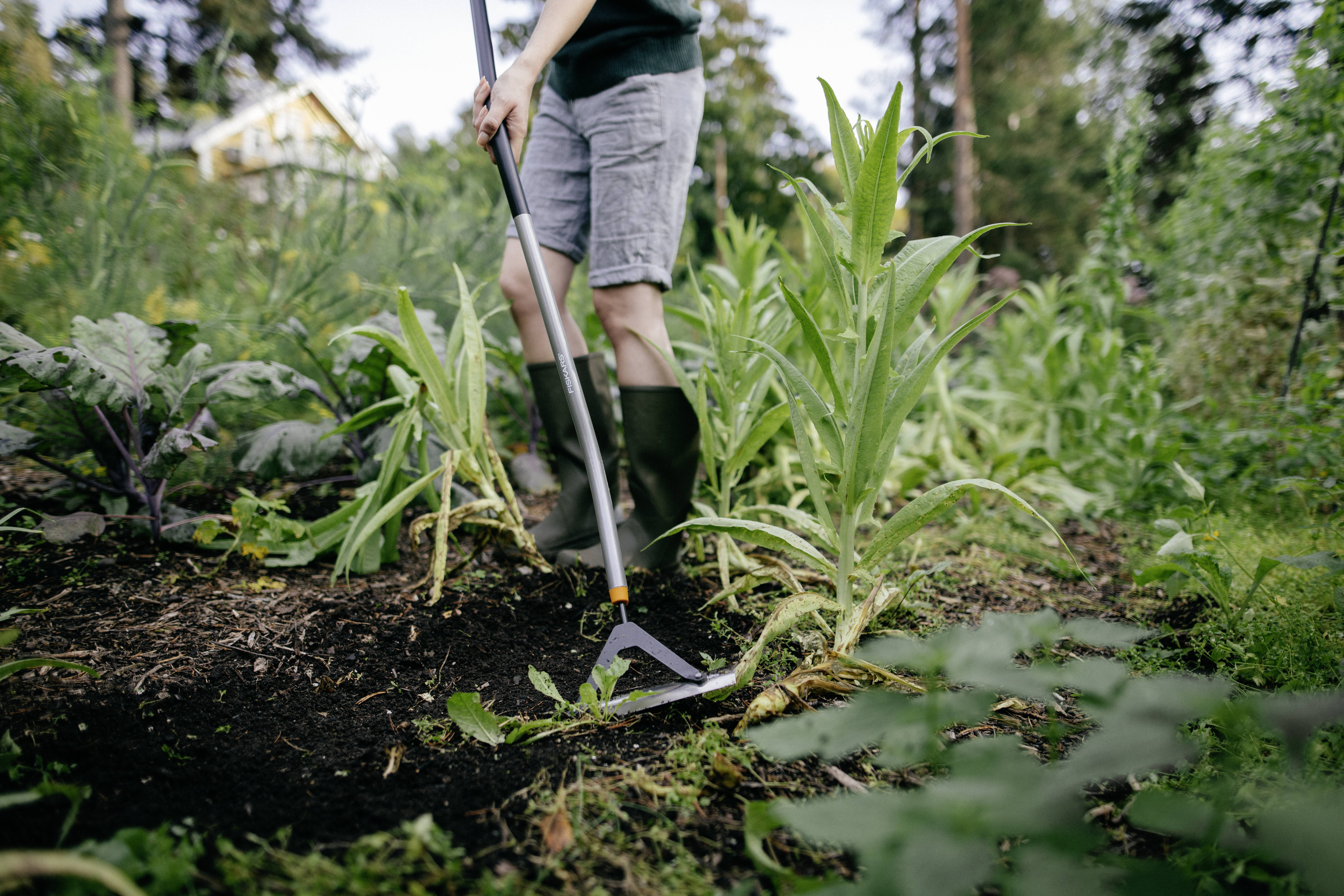 Osoba w krótkich spodenkach i butach używa motyki do pielęgnacji ogrodu, otoczona bujną zielenią roślin i listowiem.