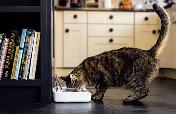 Pręgowana kotka pije wodę z miski w nowoczesnej kuchni. W tle widoczne są regały na książki i szafki kuchenne.
