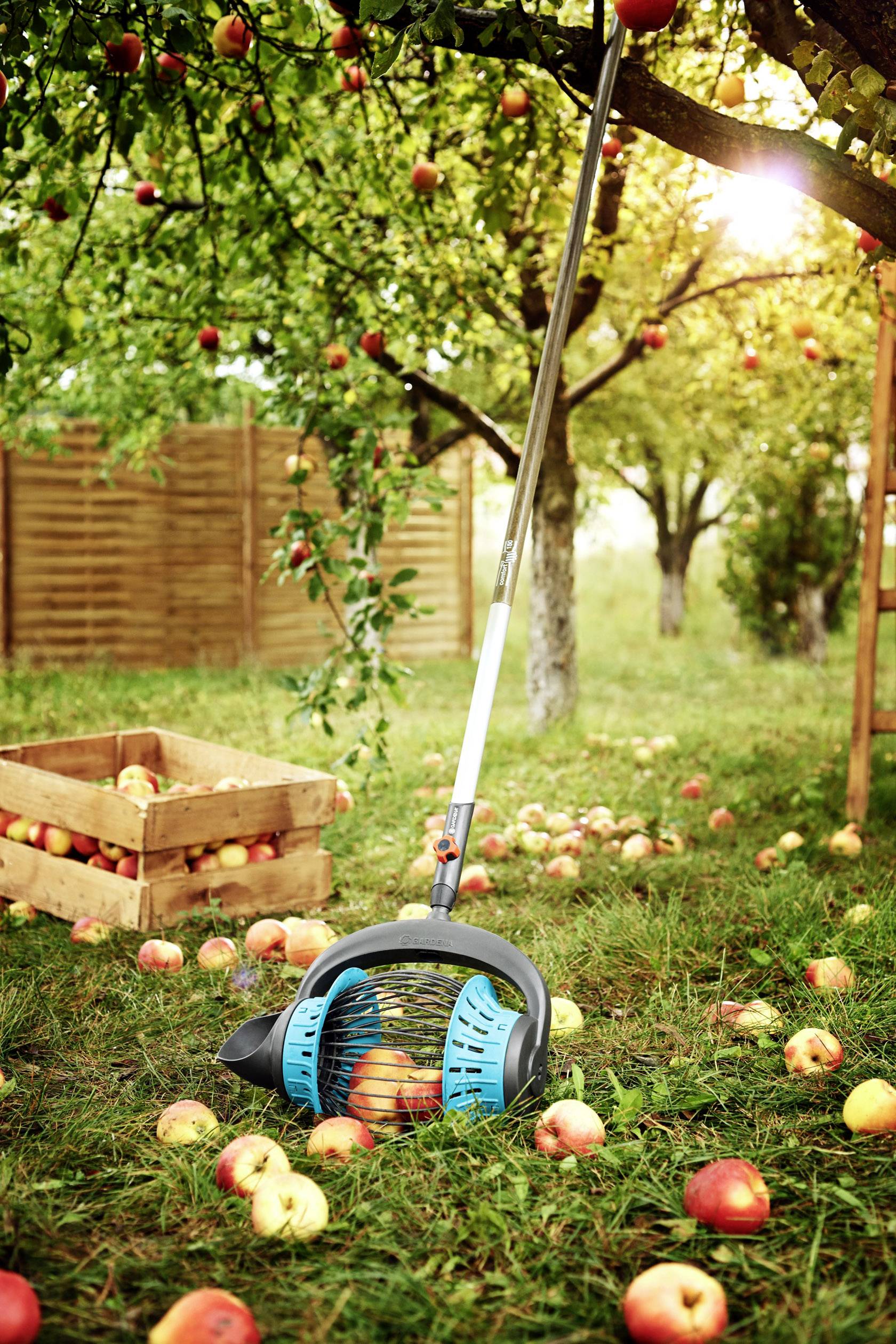 Zbieracz jabłek stoi na łące pod drzewami jabłoniowymi, otoczony spadłymi jabłkami i skrzynią pełną zebranych owoców.