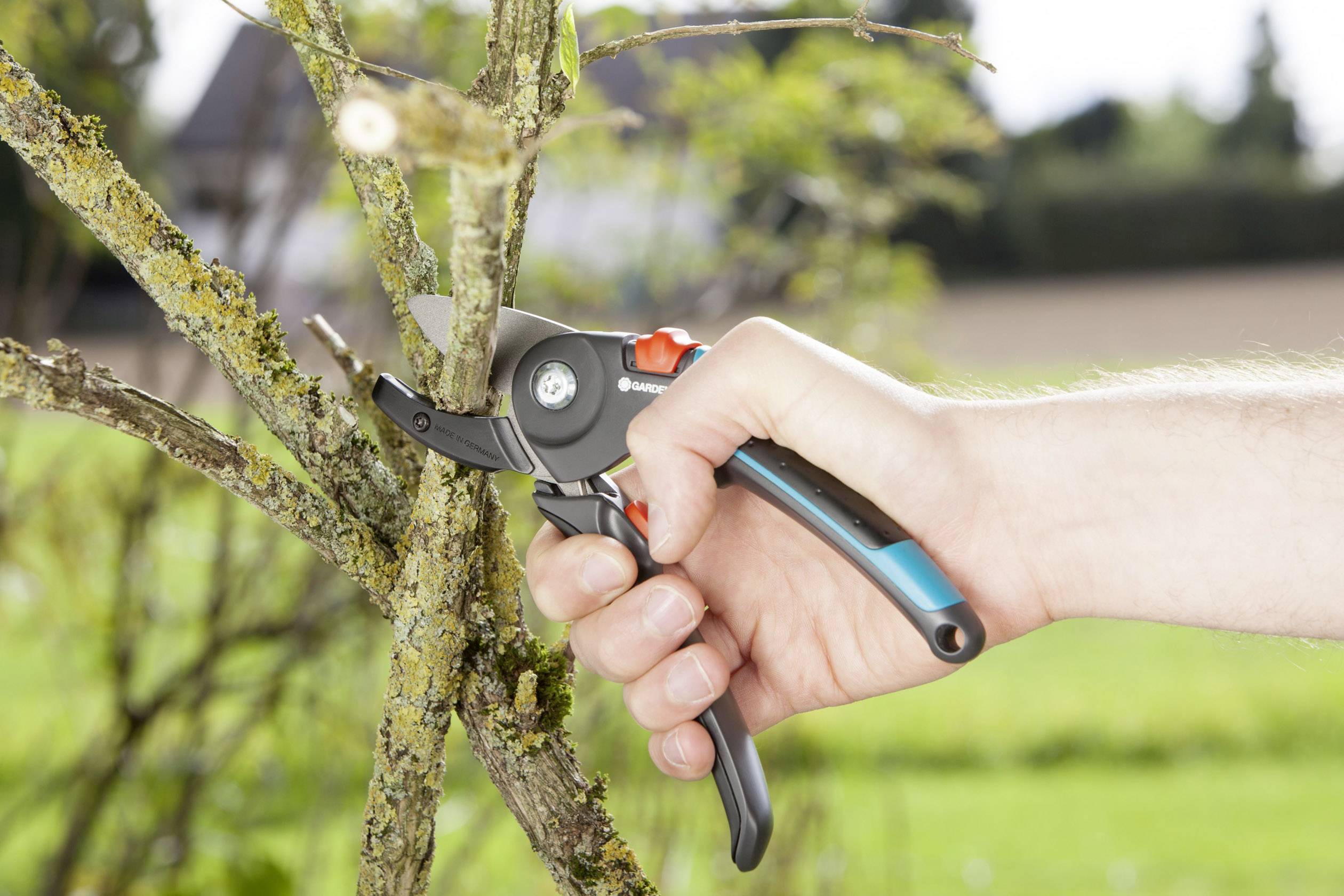 Ręka przycina gałąź sekatorkiem z drzewa. W tle niewyraźnie widać łąkę.