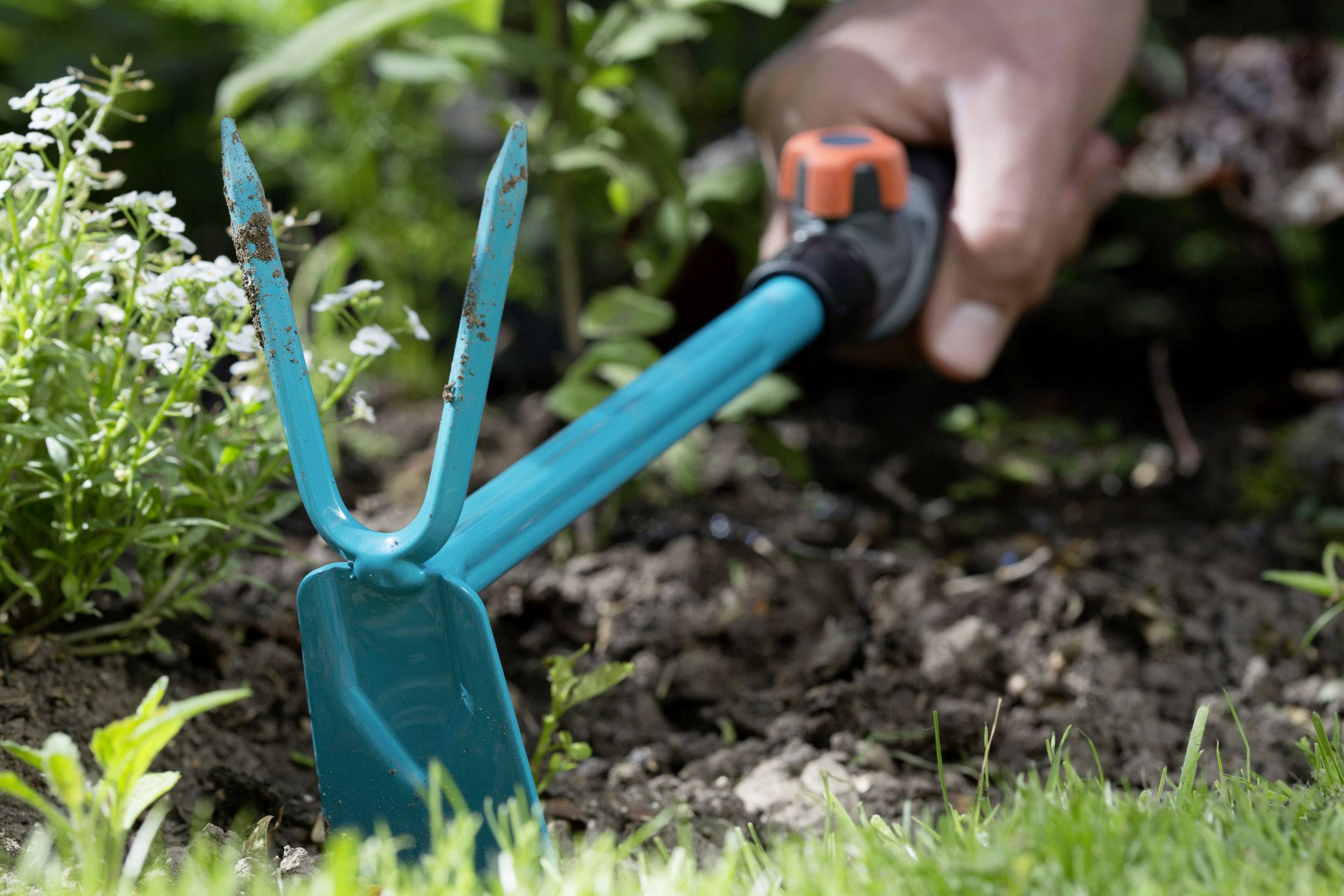 Dłoń trzyma małe narzędzie ogrodnicze z niebieskim uchwytem i kopie ziemię w rabatce kwiatowej. Po lewej stronie rosną małe białe kwiaty.