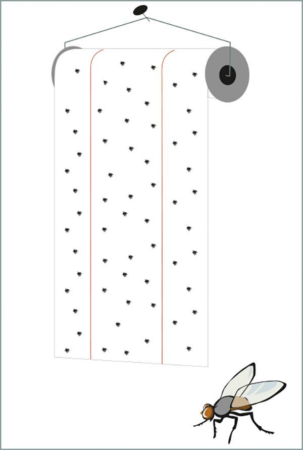 Pułapka na muchy z wieloma małymi muchami na lepkiej powierzchni. Poniżej znajduje się duży rysunek muchy.