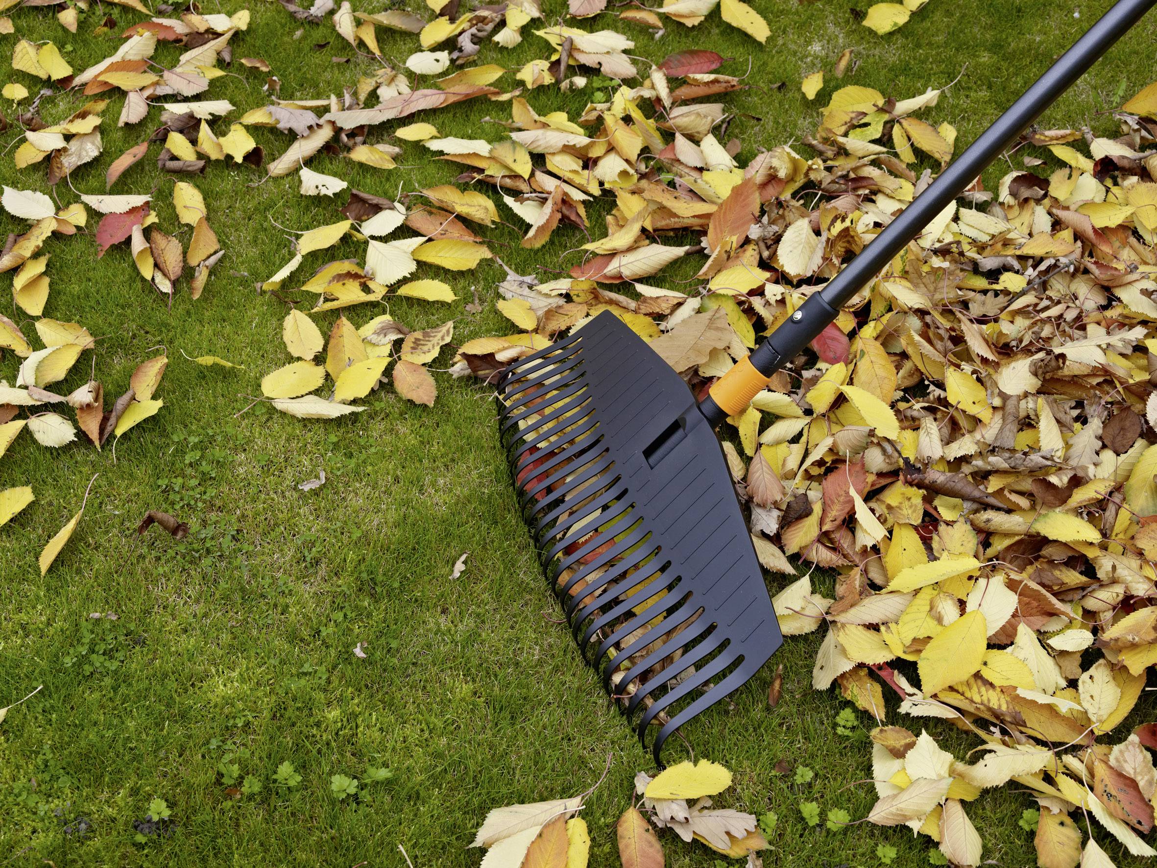 Grabie zbierają żółte i czerwone liście na zielonym trawniku.