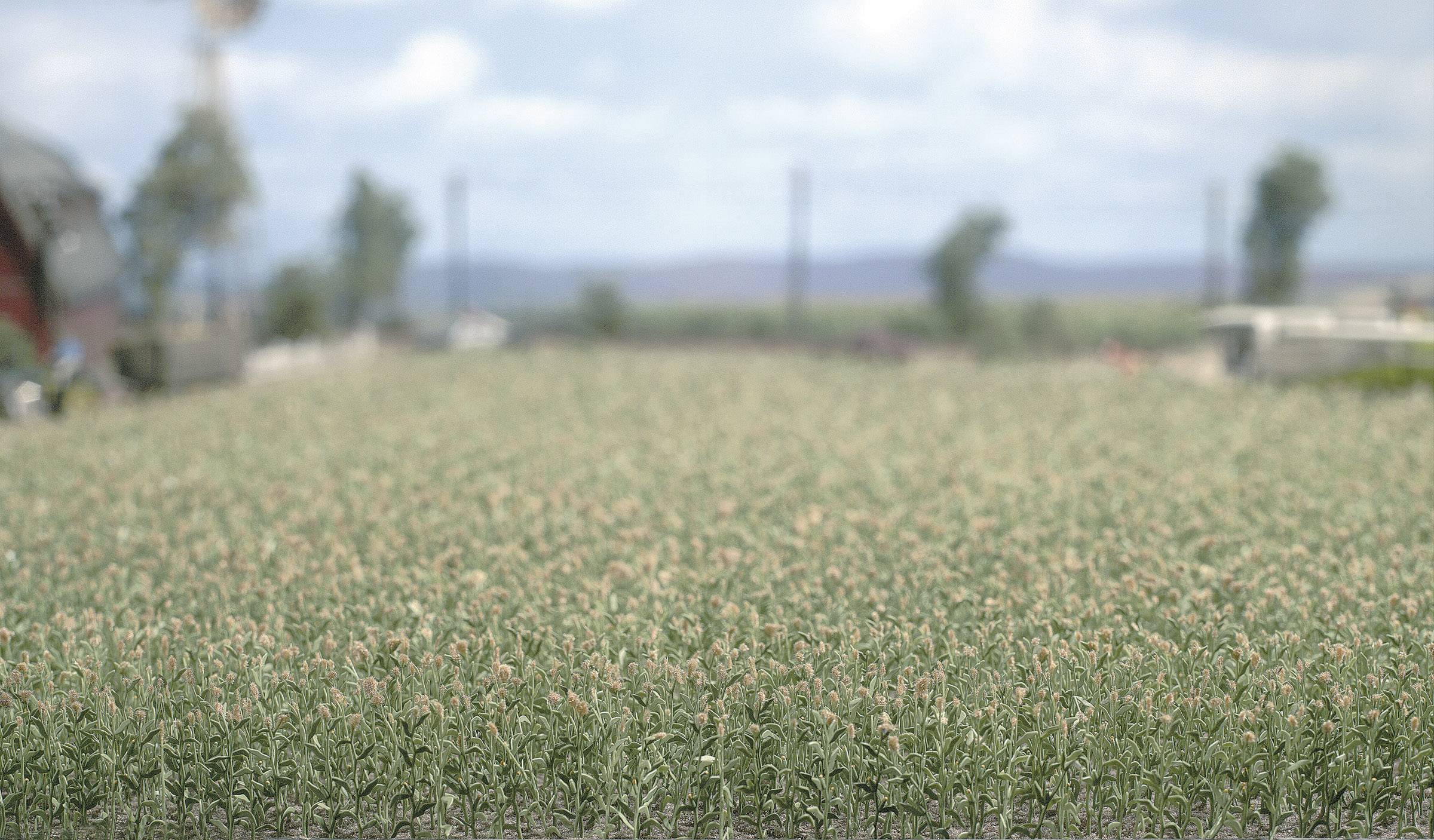 Кукурудзяне поле, Busch 1202, масштаб H0