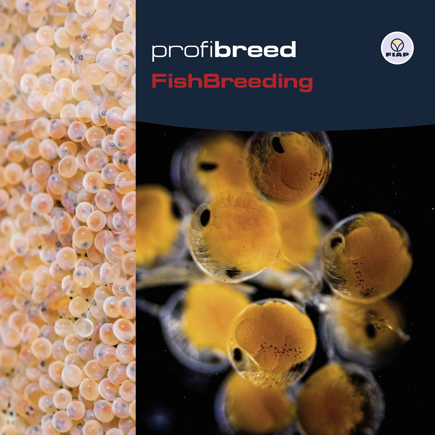 Oranžovo-čierne rybie ikry pod vodou, čiastočne priesvitné, na čiernom pozadí. Text: probreed, FishBreeding.