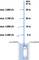 Diagram vodnej pumpy vo vrte. Znázorňuje klesajúce prietokové rýchlosti s výškou: max. 5 400 l/h pri 5 m do max. 2 600 l/h pri 30 m, maximálna hĺbka 47 m.