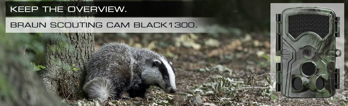 Jazvec v lese vedľa fotopascdy. Text: 'Mať prehľad. Braun fotopasca Black1300.'