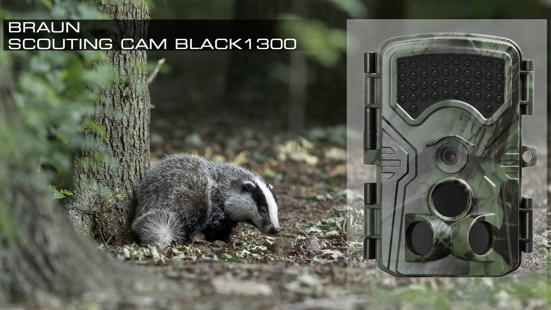Jazvec v lese vedľa stromu. Vpravo na obrázku maskovaná fotopasca, model 'Braun Scouting Cam Black1300'.