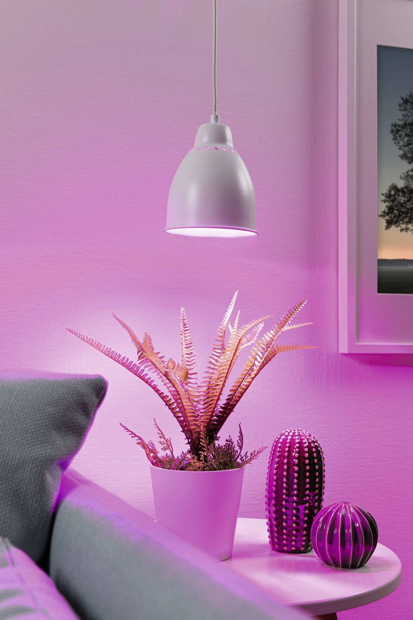 Rastlina na stole, osvetlená visiacou lampou s ružovým svetlom, vedľa dekoratívnych kaktusov; útulná domáca atmosféra.