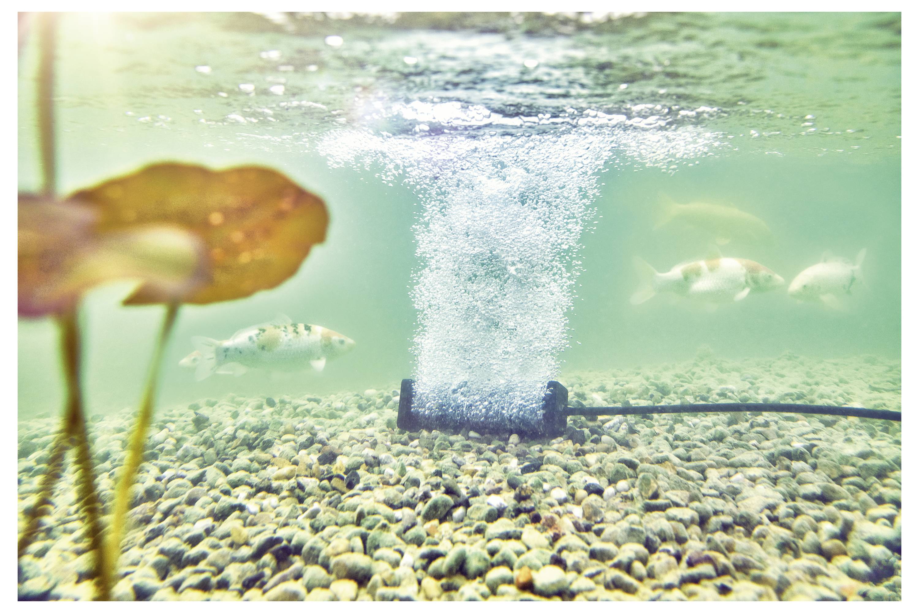 Podvodný pohľad na rybník s prevzdušňovačom uprostred. Ryby plávajú v blízkosti lôžka drobných kamienkov, s rastlinným listom vľavo.