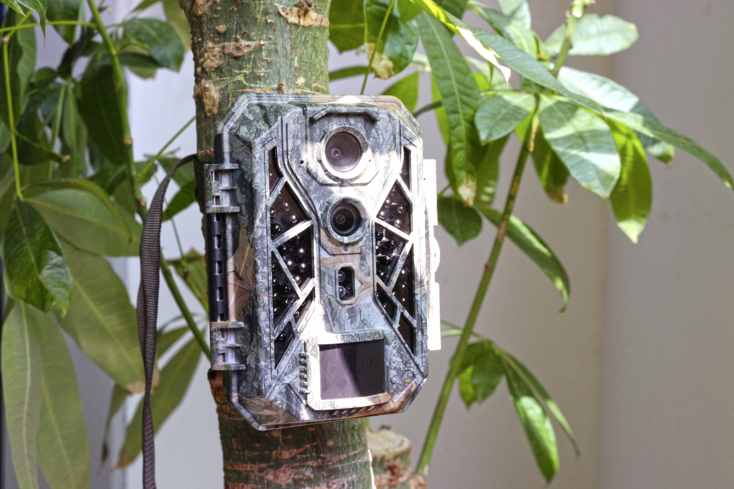 Bezpečnostná kamera maskovaná ako fotopasca na kmeni stromu. Ideálna na pozorovanie zvierat v prírode.