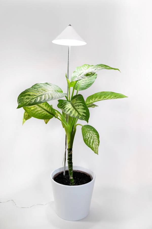 Venso LED lampa pre rast rastlín SUNLiTE XL 25 W Weiß  230 V pevne zabudované LED osvetlenie 25 W  neutrálna biela   1 ks