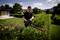 Muž strihá živý plot elektrickými záhradnými nožnicami v záhrade. V pozadí sú domy a modrá obloha s oblakmi.