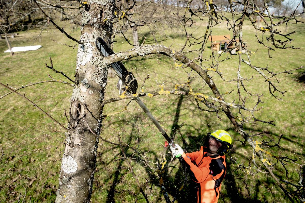 Osoba v ochrannom obleku píli motorovou pílou konáre stromu v záhrade. V pozadí je vidieť zelenú trávu.
