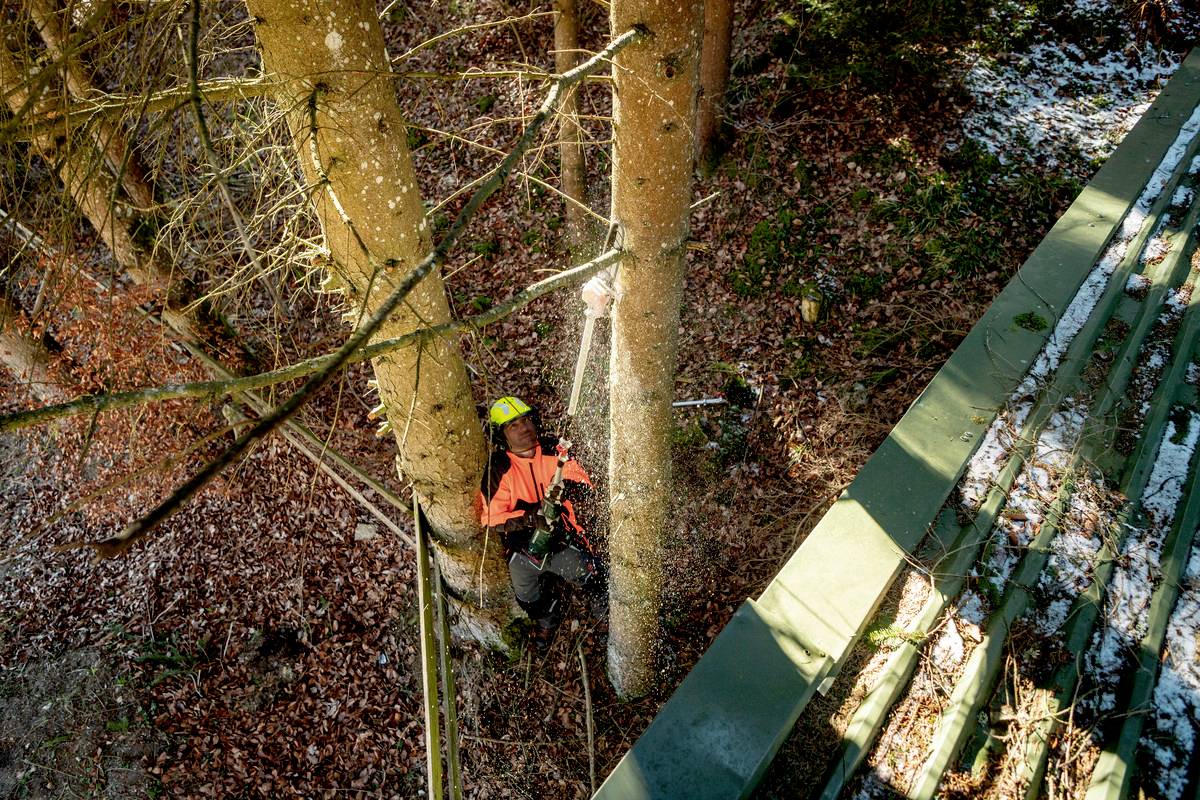 Lesný robotník, zaistený lanami, stojí medzi dvoma veľkými stromami a strihá konár, pričom je oblečený v ochrannom pracovnom odeve.