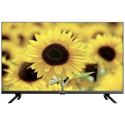 Televízny obraz ukazuje detailný záber kvitnúcej slnečnice v popredí, s rozmazaným poľom slnečníc v pozadí.