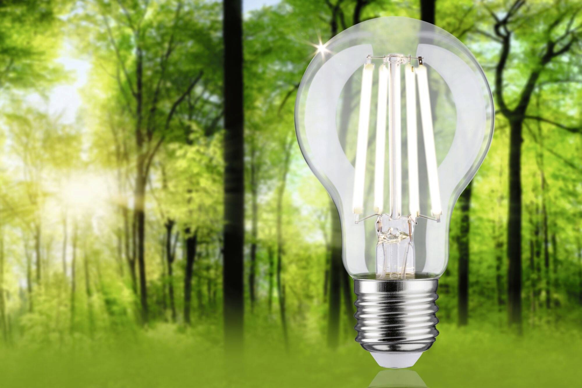 Žiarovka sa vznáša pred rozmazaným lesným pozadím, symbolizujúc udržateľnú energiu v prírodnom prostredí.