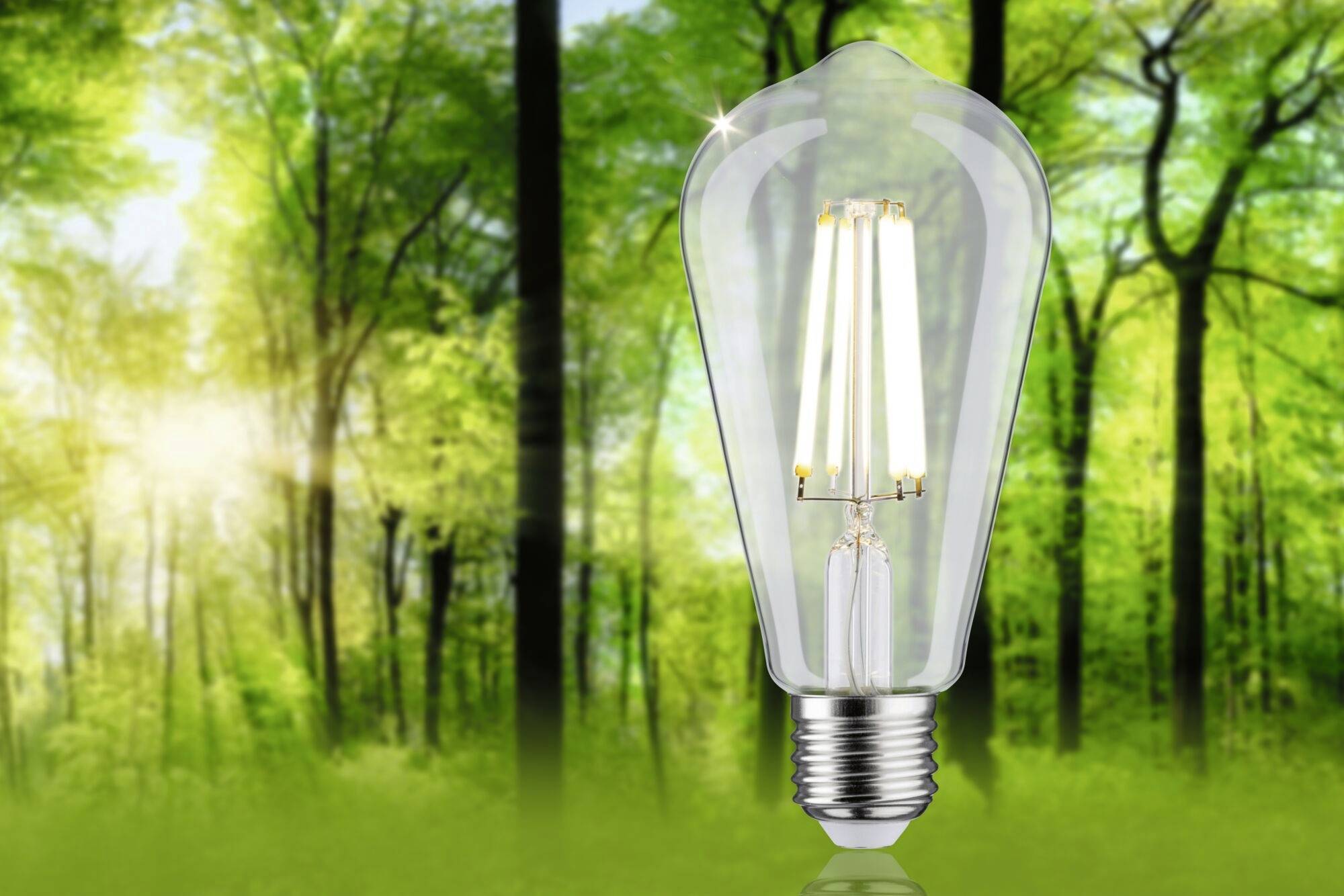 Žiarovka pred zeleným lesným pozadím, symbolizujúca udržateľnú energiu a ochranu životného prostredia.