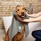 Pes je utieraný sivým uterákom so značkou 'Vileda'. V pozadí sú dlaždice a text 'SAUGSTARK'.