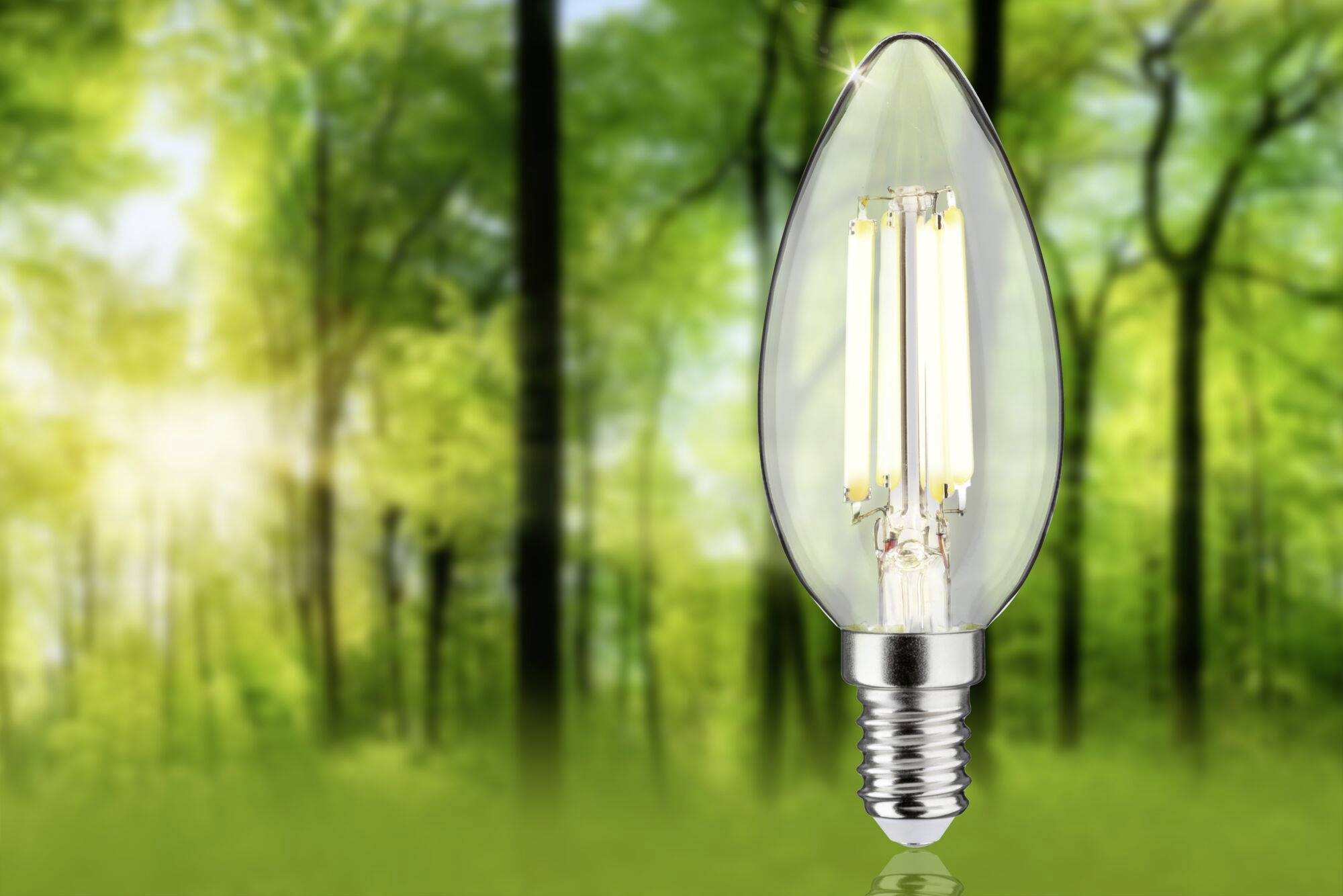 Žiarovka stojí pred pozadím zelených stromov a slnečného svetla, čo symbolizuje udržateľnú energiu alebo environmentálne povedomie.