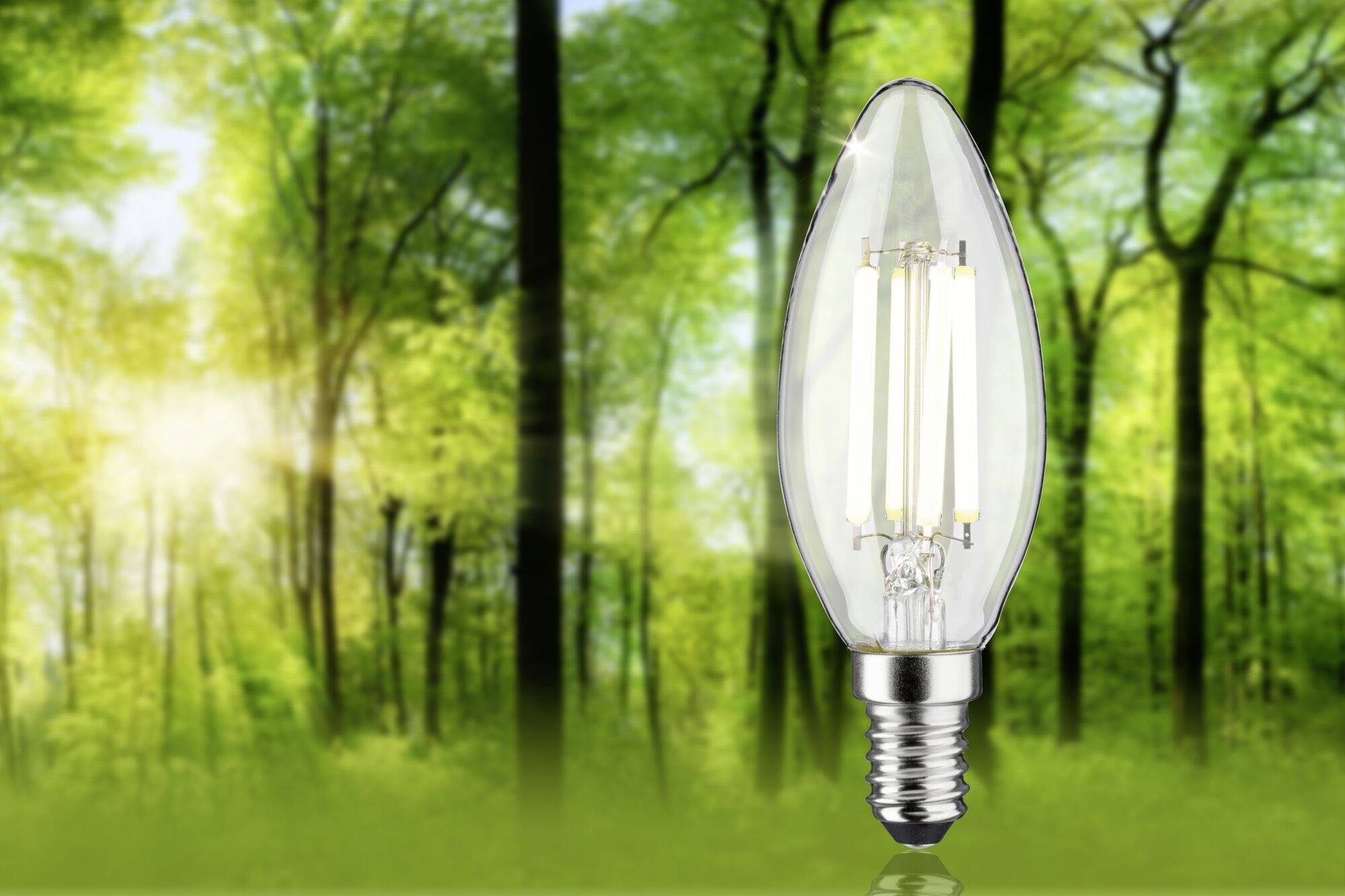 Jasná žiarovka je v popredí pred slnkom zaliatym lesom, symbolizujúca udržateľnú energiu a spätosť s prírodou.