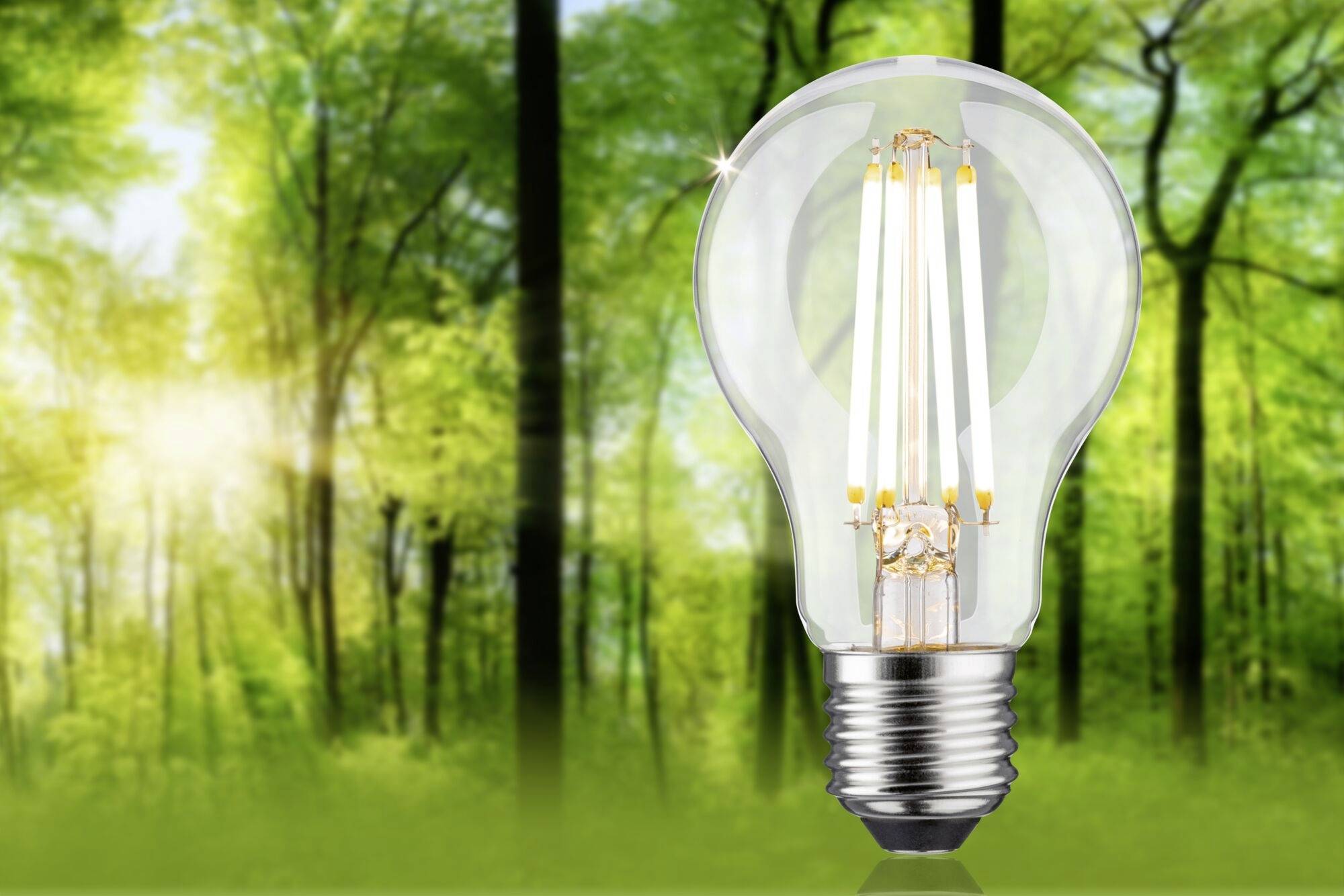 Žiarovka sa vznáša v zelenom lese. Symbolizuje ekologickú energiu a spätosť s prírodou. Svetlo preniká cez stromy.