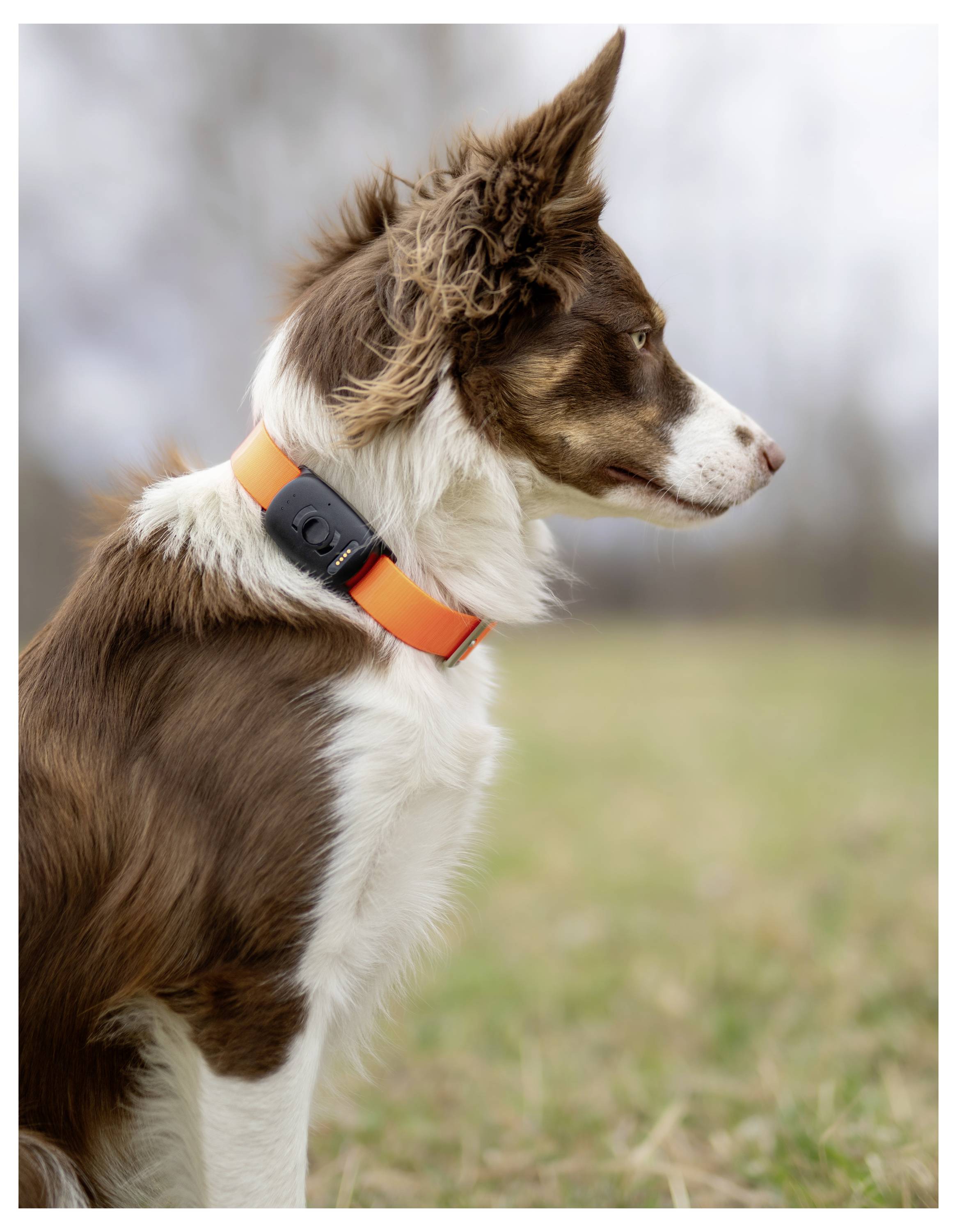 Hnedobiely pes s oranžovým obojkom sedí pozorne na trávnatom poli a pozerá do diaľky.